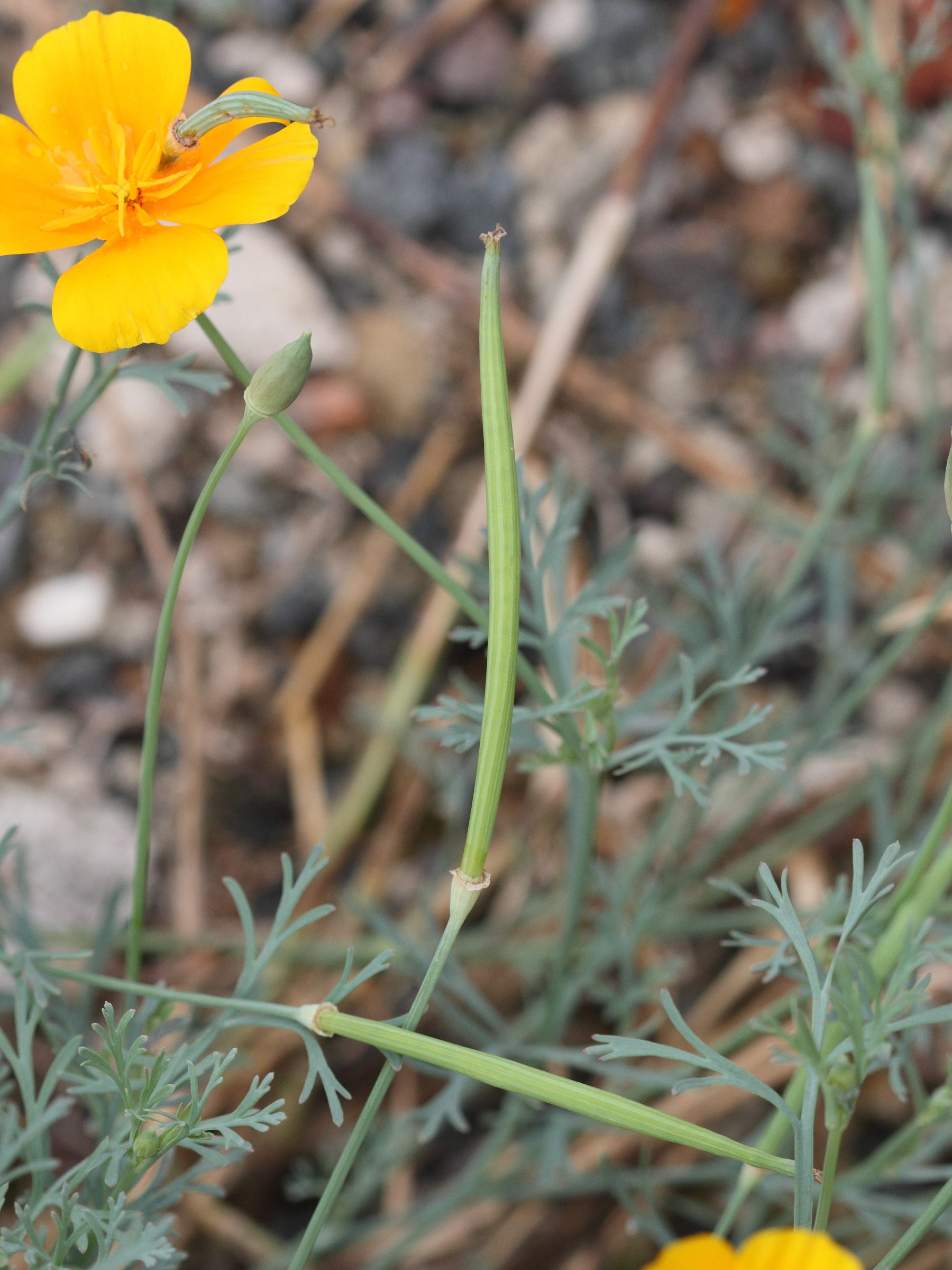 eschscholtzia_californica4md