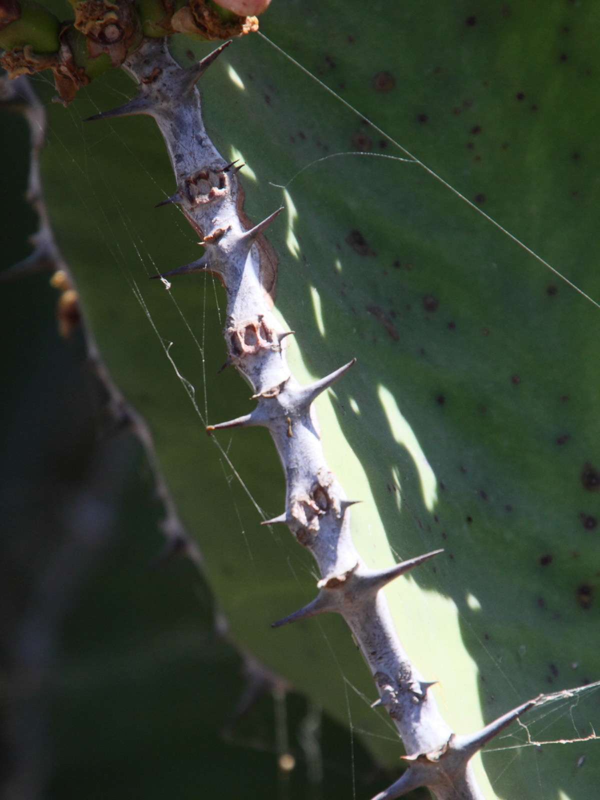 Afficher le média euphorbia_cooperi3md euphorbia_cooperi3md
