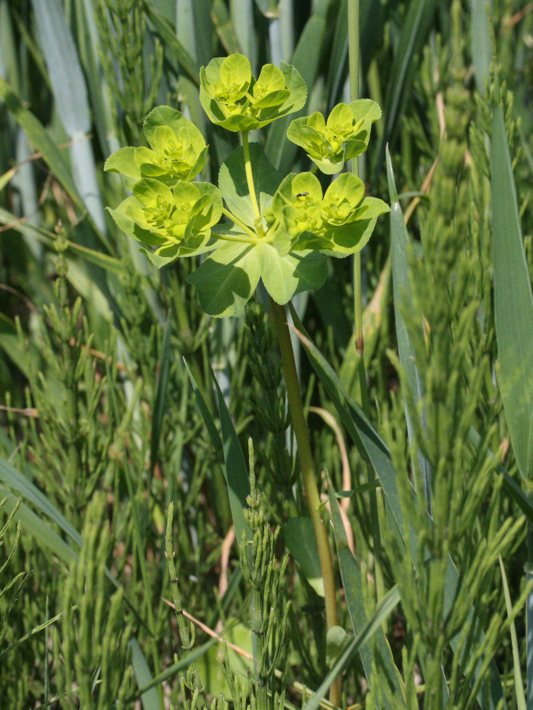 Afficher le média euphorbia_helioscopa1md euphorbia_helioscopa1md