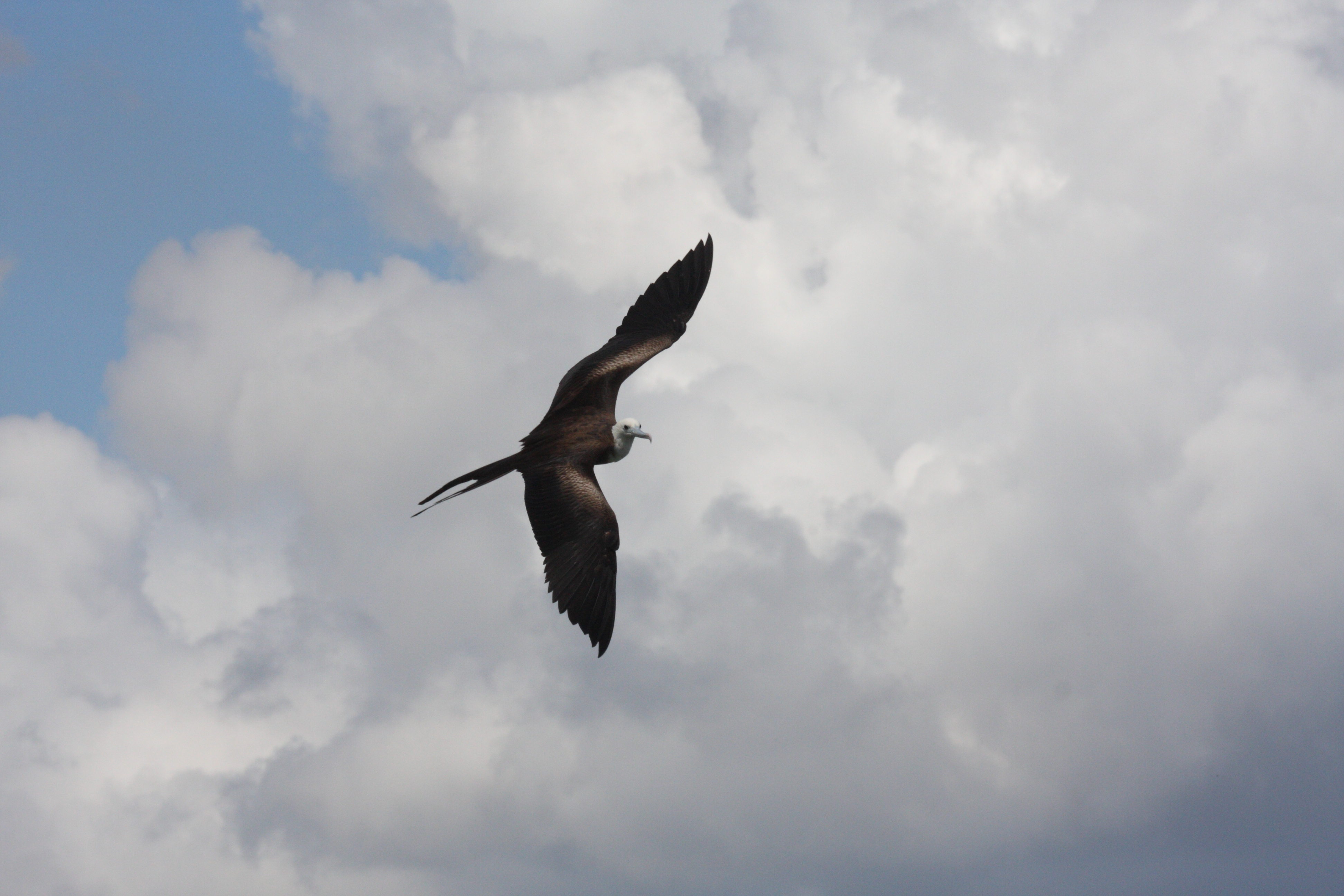 fregate_superbe_-_fregata_magnificens3bd