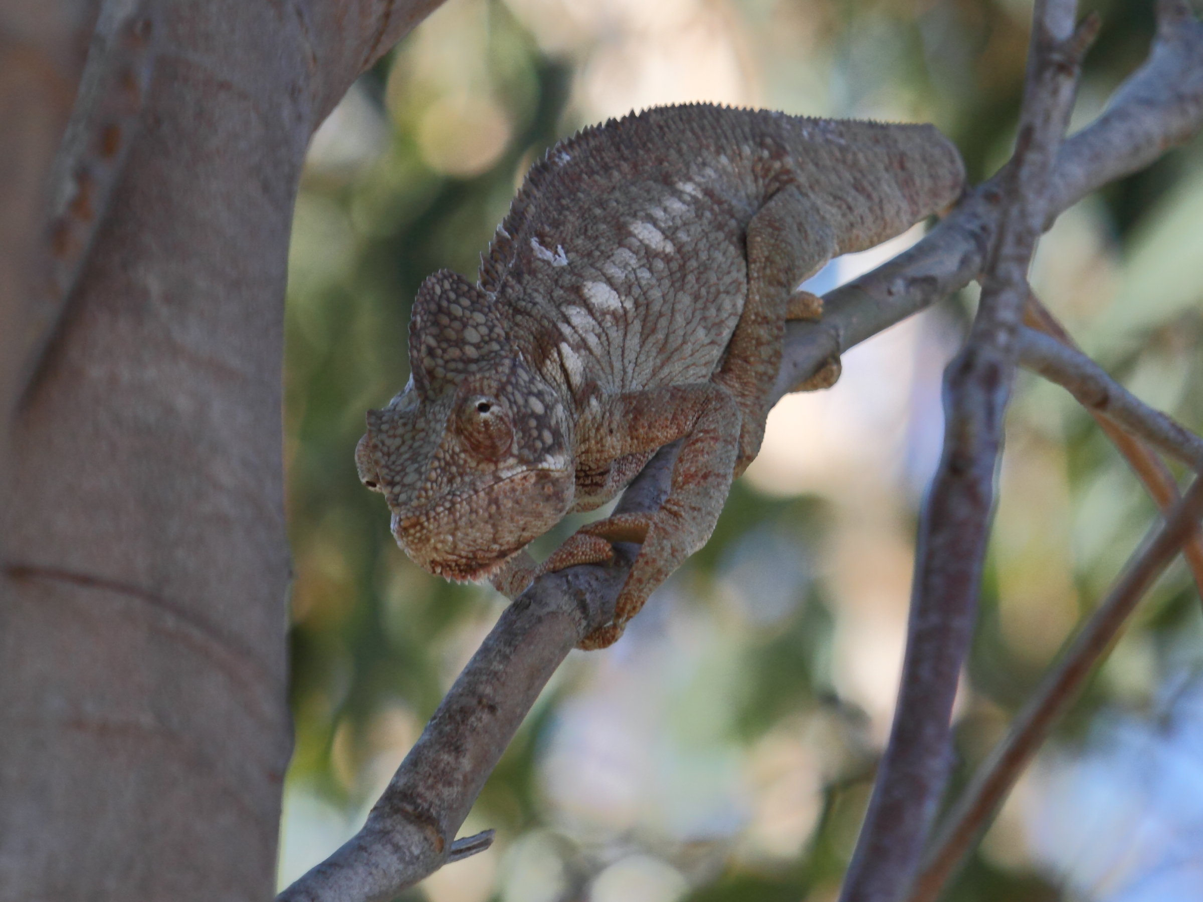 furcifer_oustaleti1bd