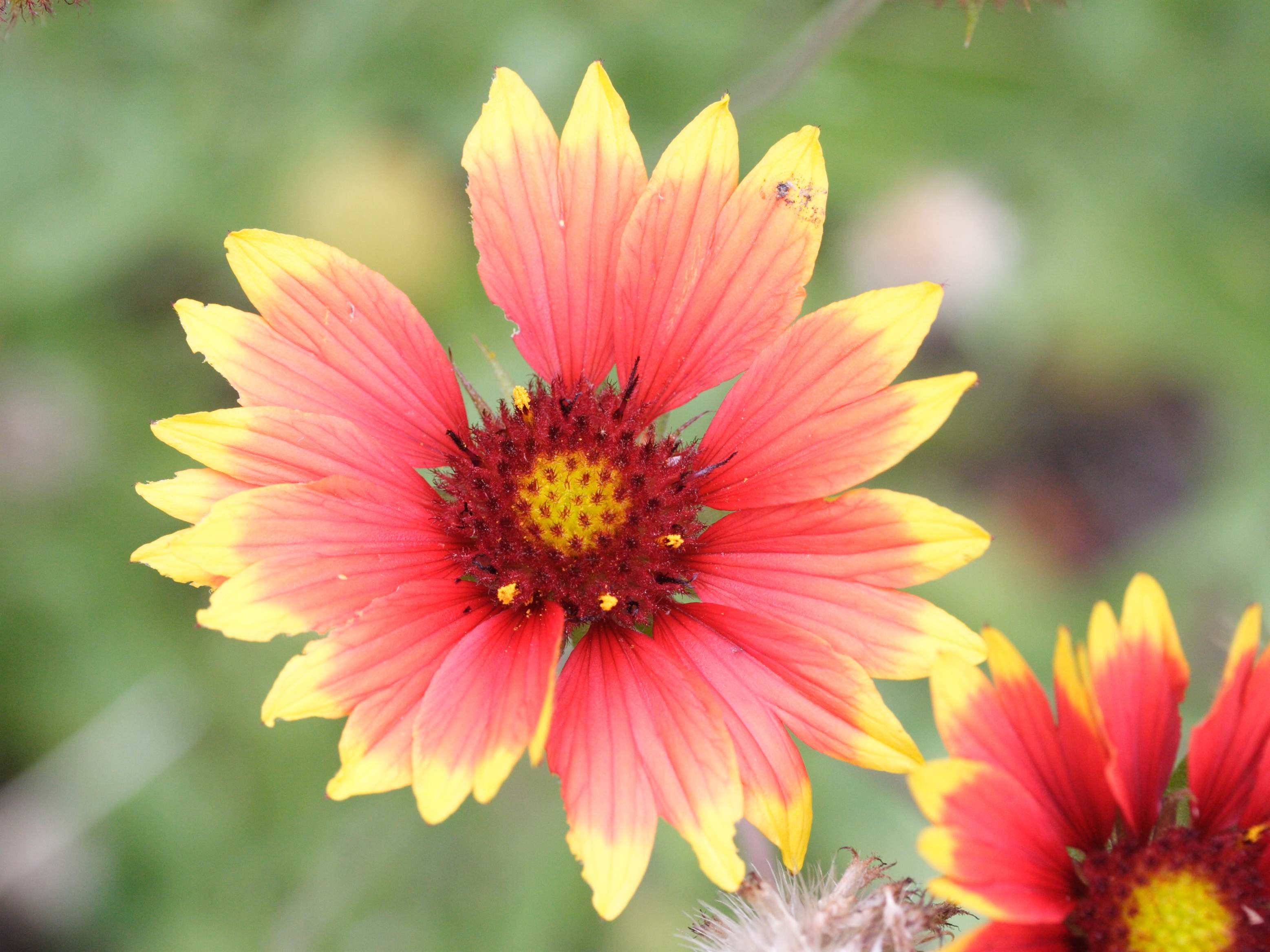 gaillardia_aristata1md
