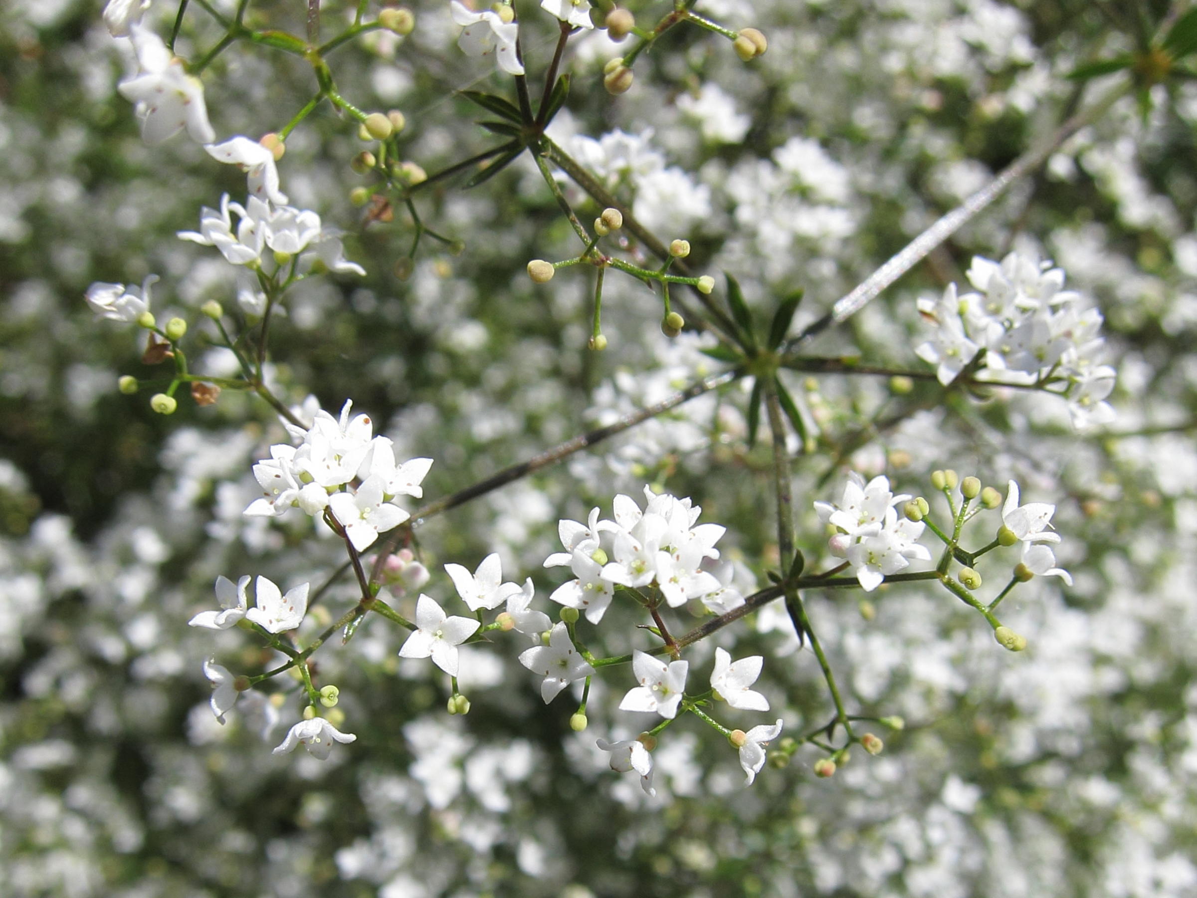 Afficher le média galium_palustre4bd galium_palustre4bd