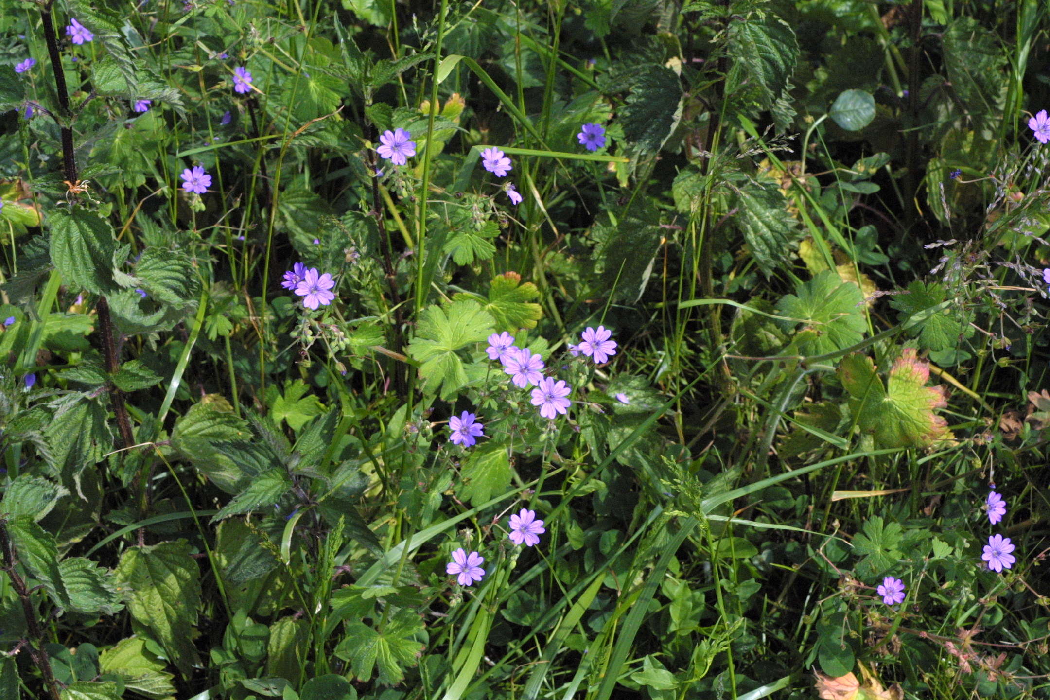 geranium_pyrenaicum3md