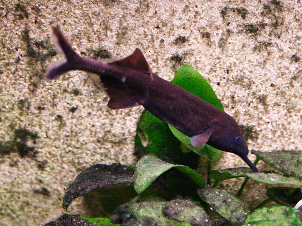 gnathonemus_petersii1md