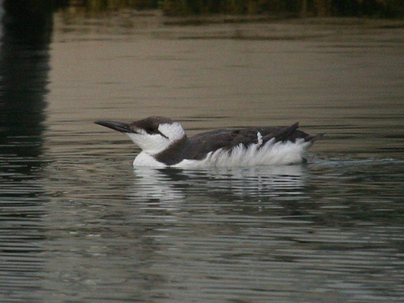 guillemot_de_troil_-_uria_aalge3bd