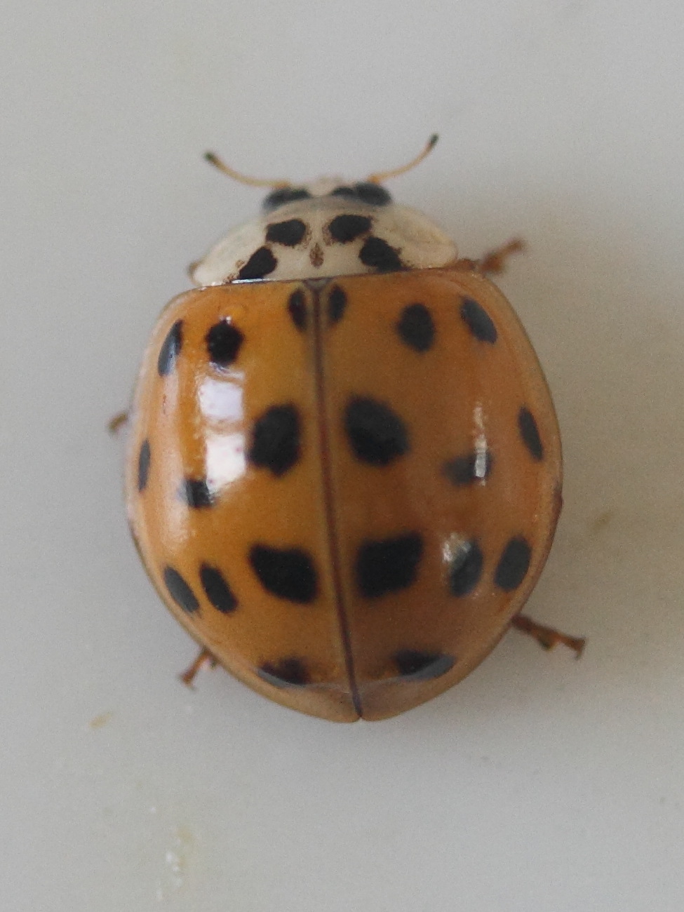 Afficher le média harmonia_axyridis12md harmonia_axyridis12md