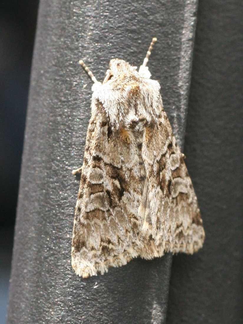 hecatera_bicolorata1md