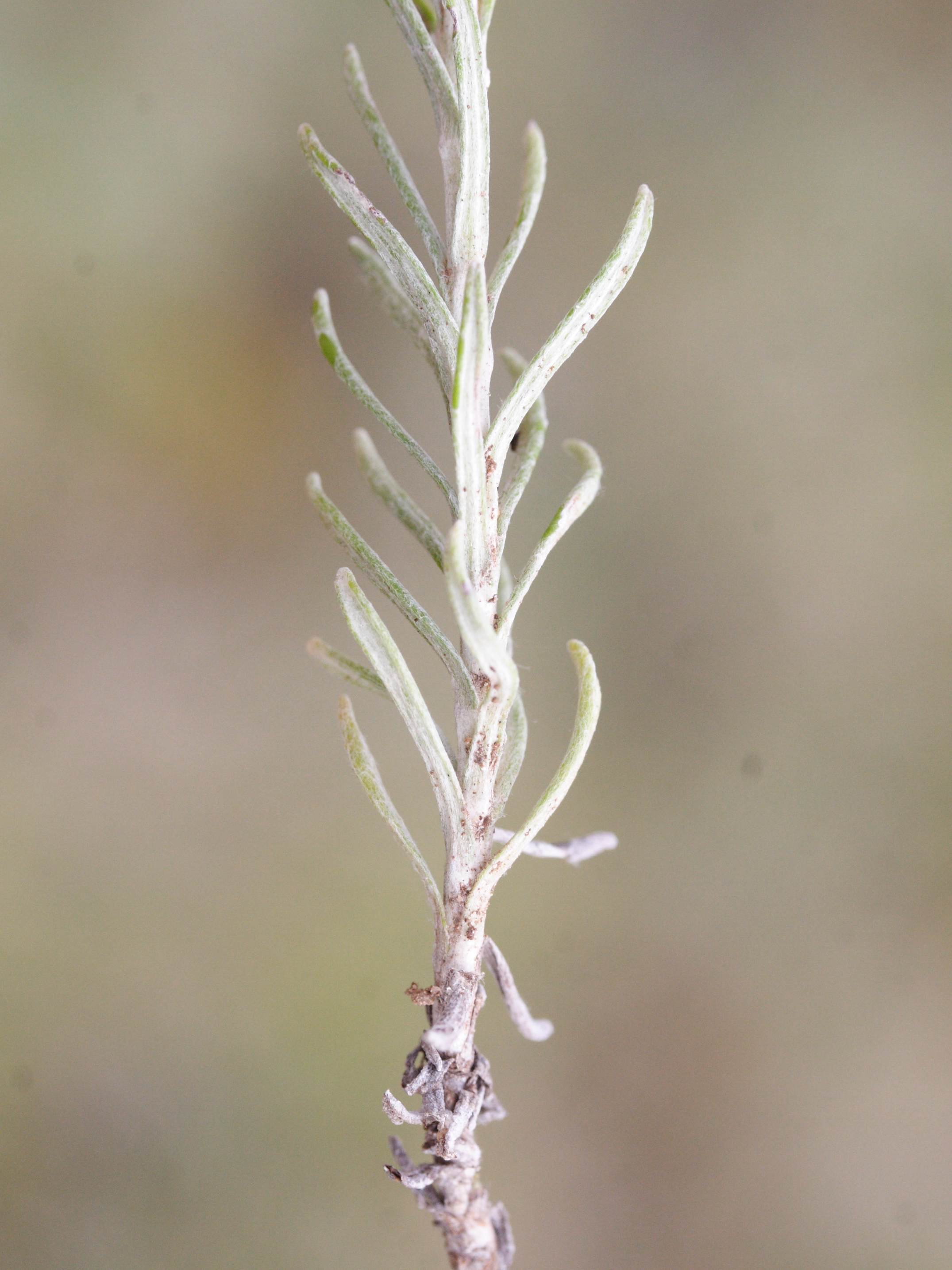 helichrysum_stoechas8md