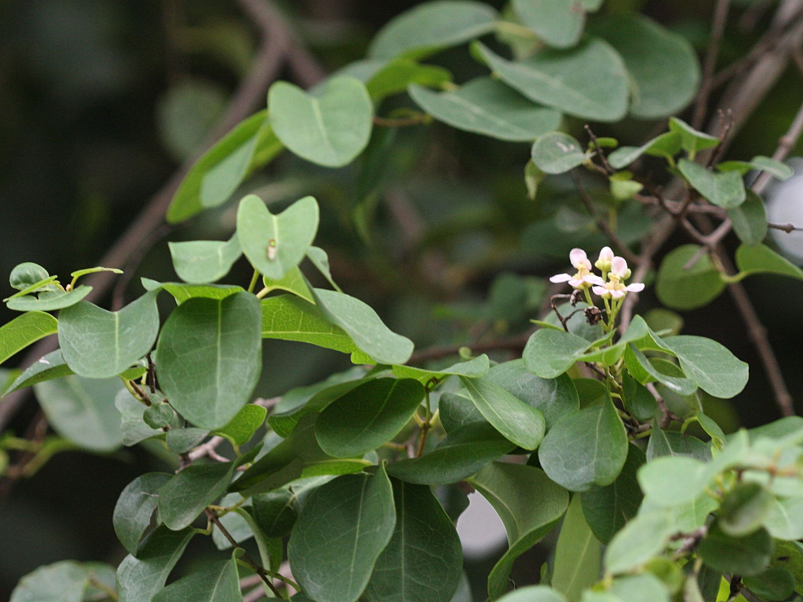 Afficher le média heteropterys_purpurea1md heteropterys_purpurea1md