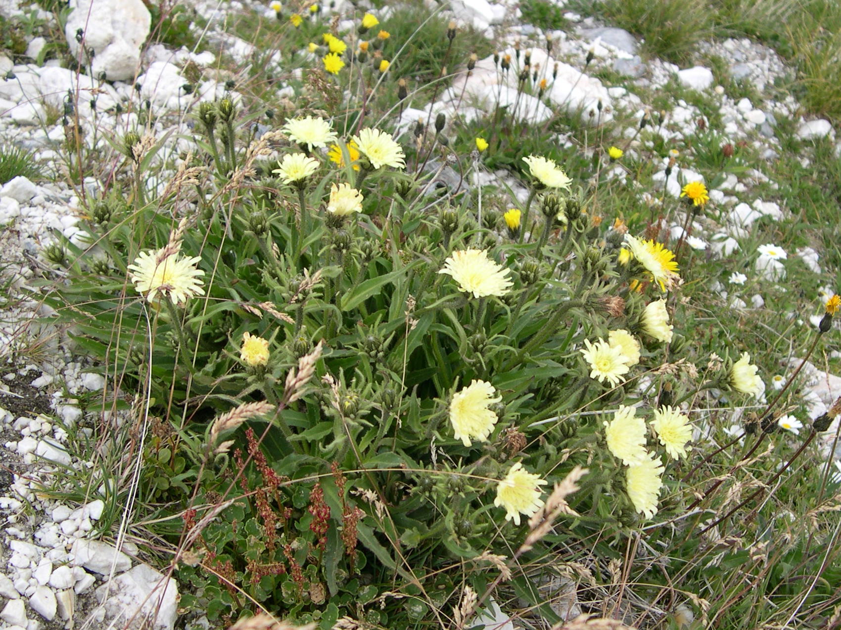 Afficher le média hieracium_intybaceum1md hieracium_intybaceum1md