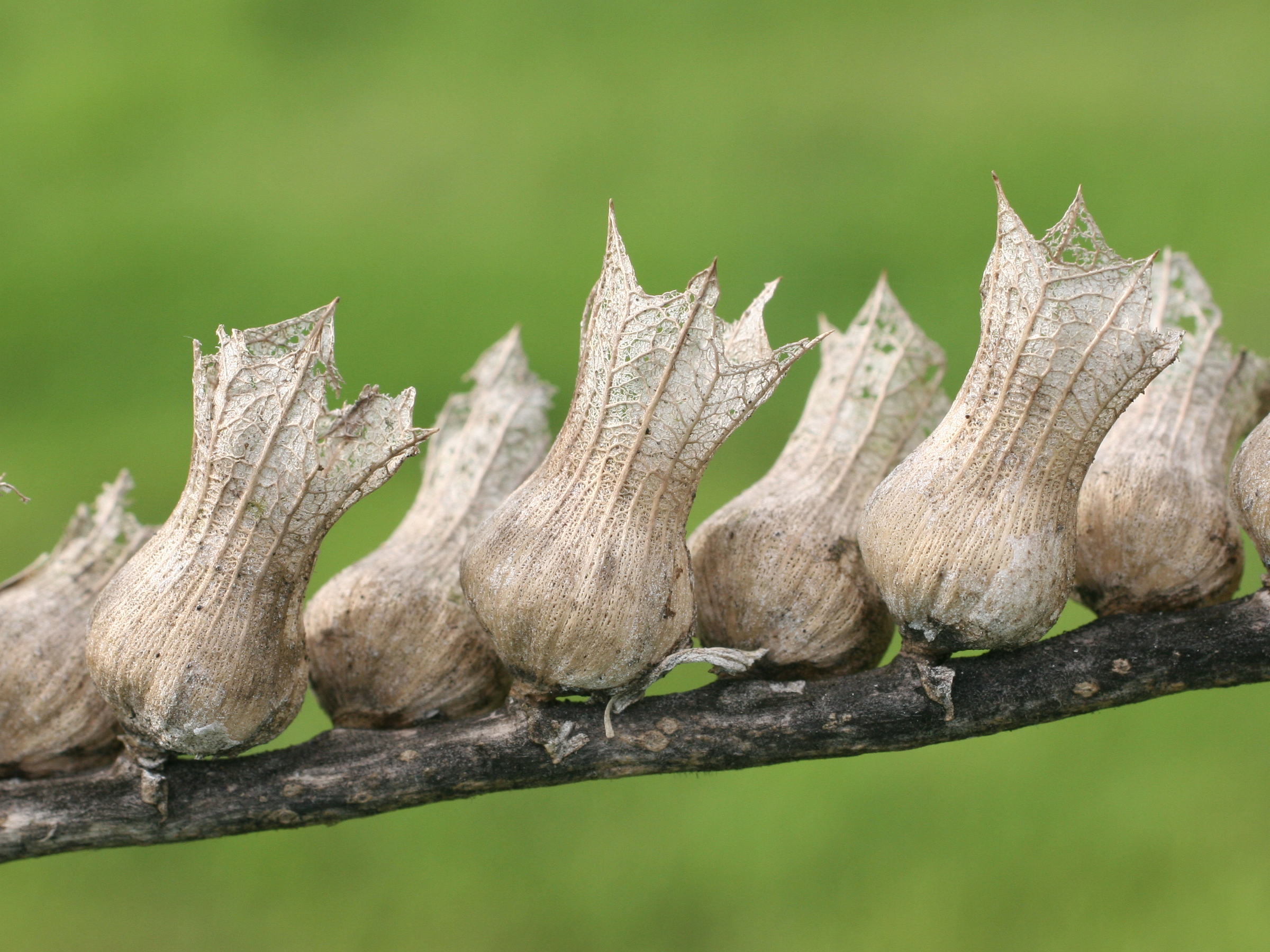 Afficher le média hyoscyamus_niger1md hyoscyamus_niger1md