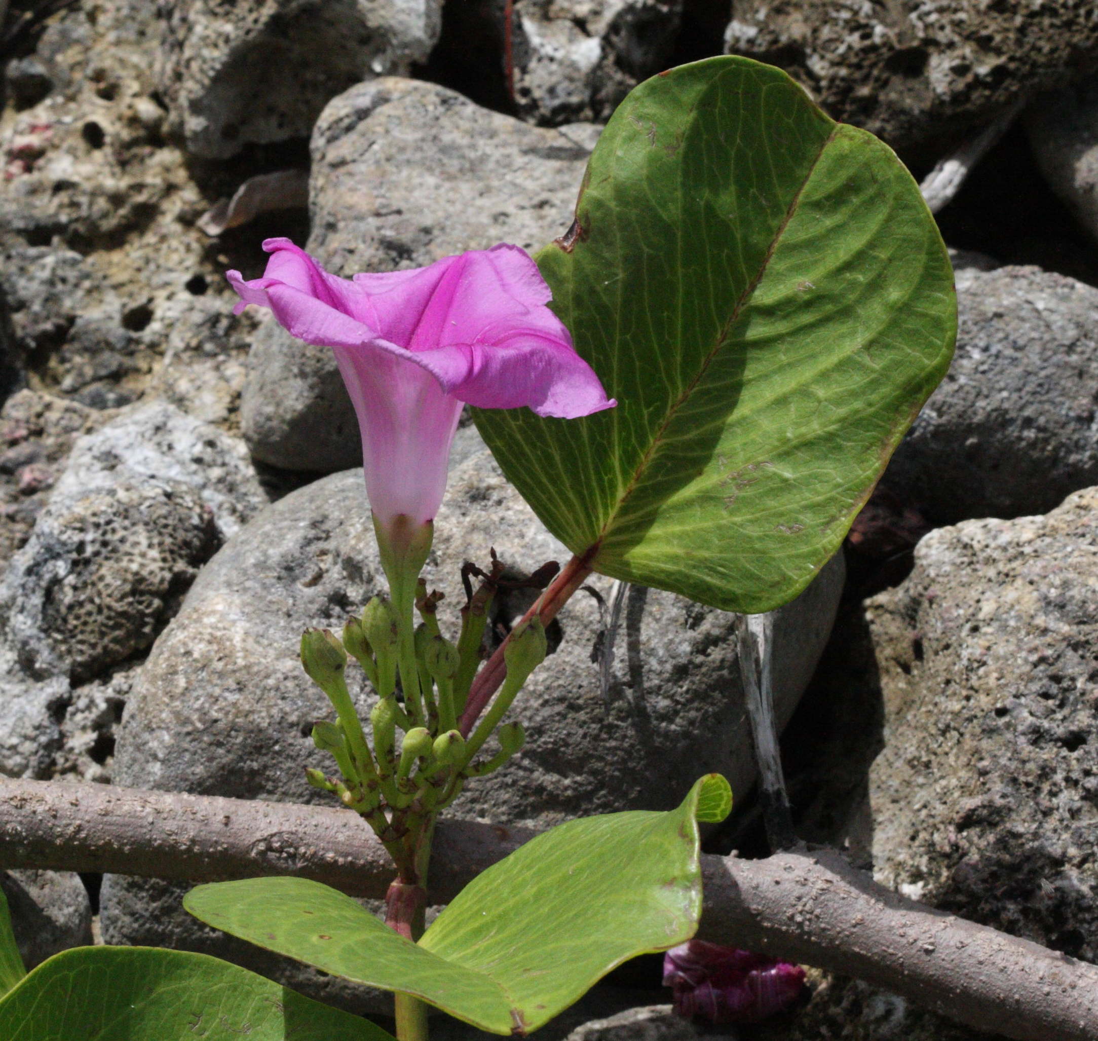 Afficher le média ipomoea_pes-caprae4md ipomoea_pes-caprae4md