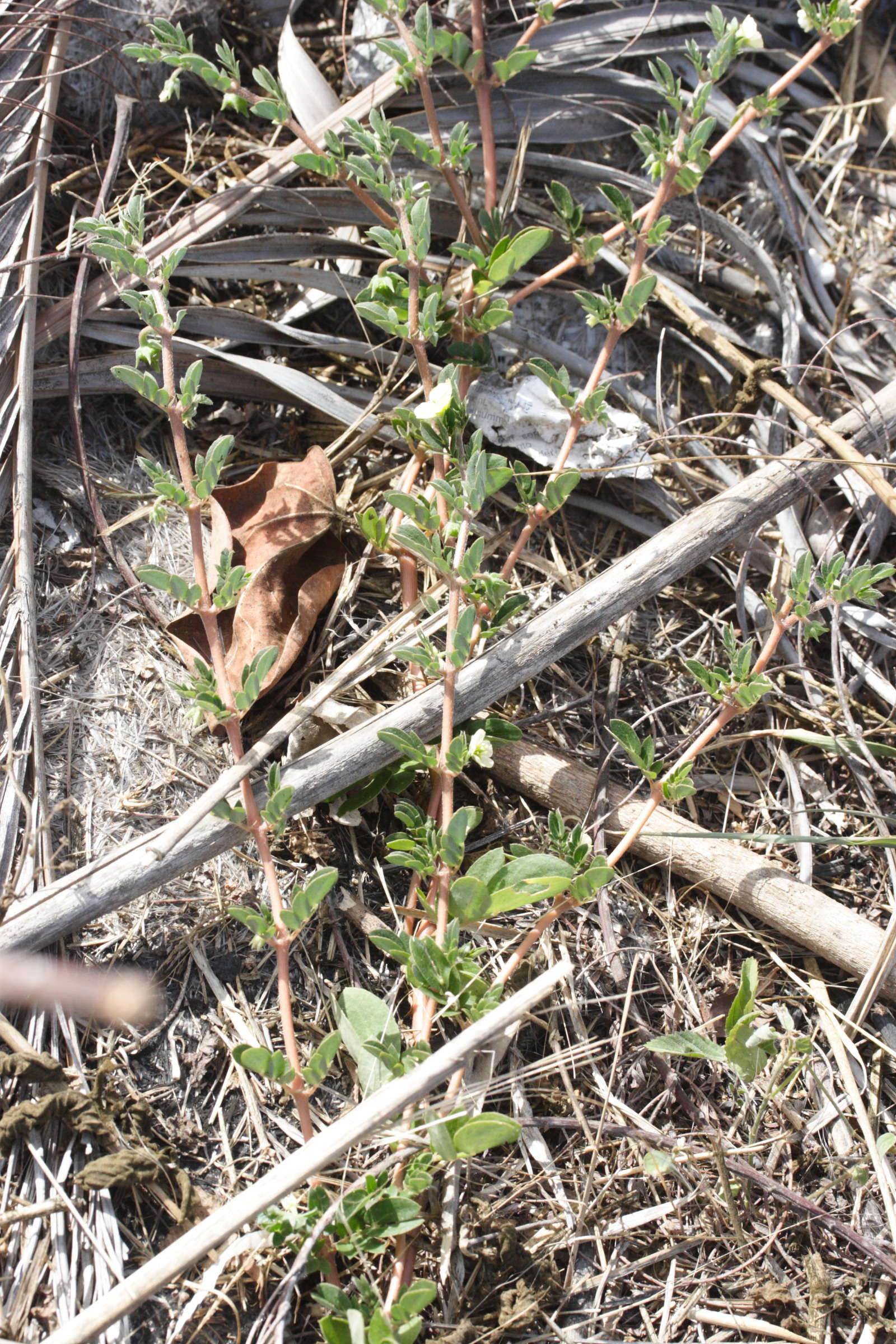 kallstroemia_maxima1md