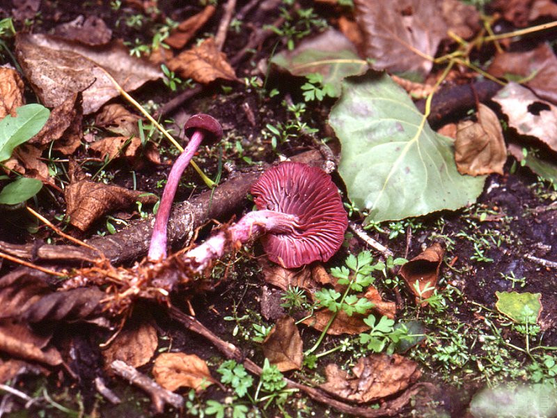 Afficher le média laccaria_amethystina1mcf laccaria_amethystina1mcf