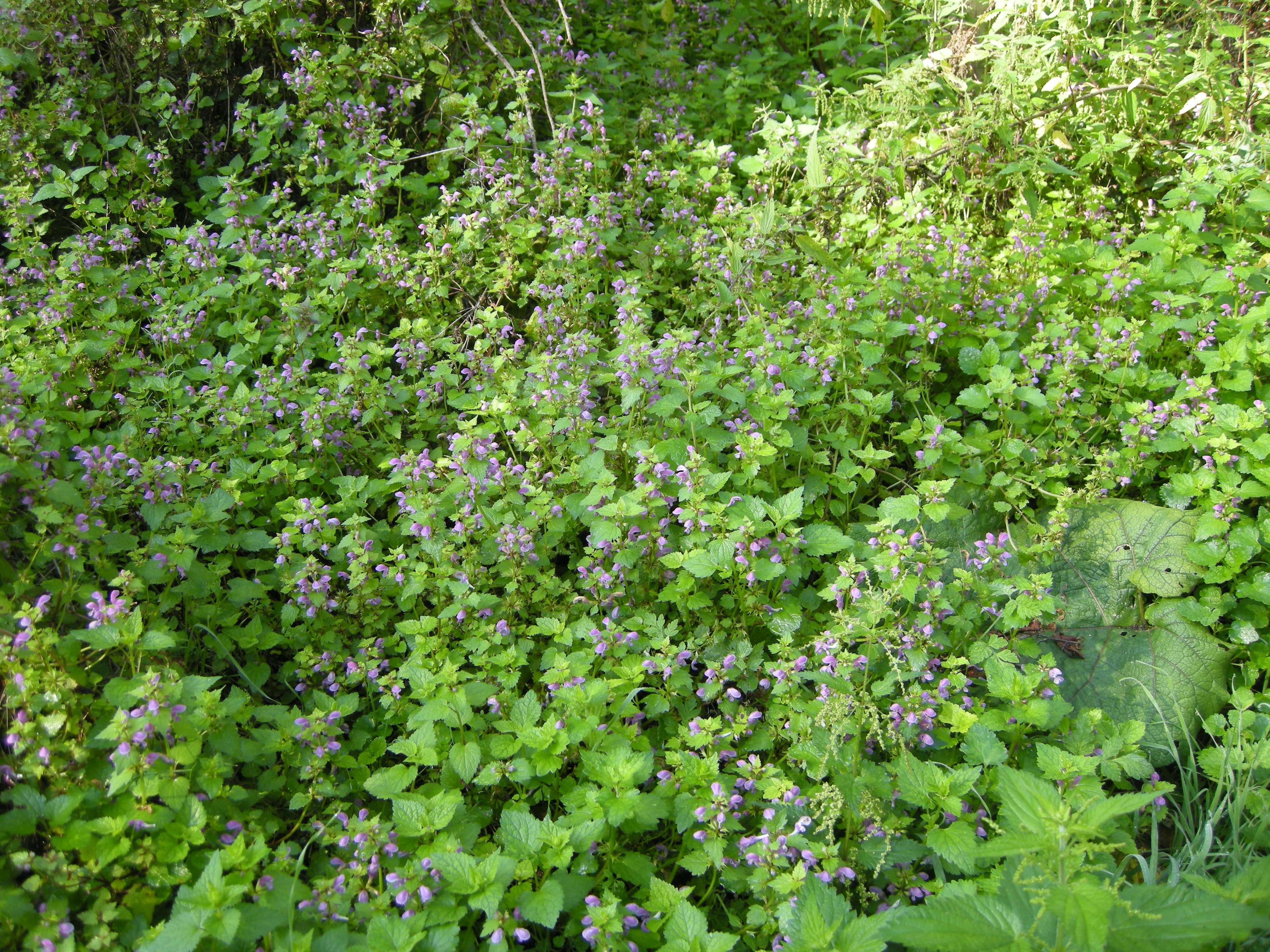lamium_maculatum2md