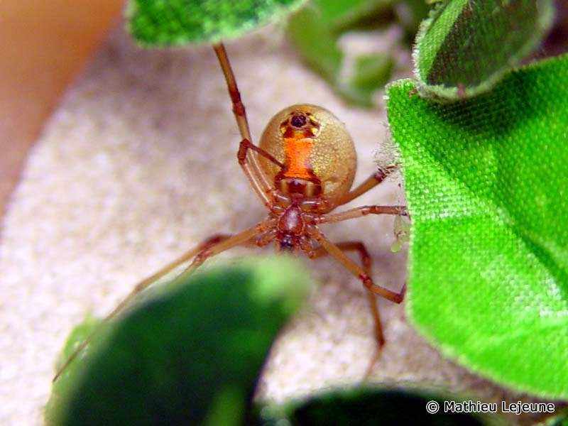 latrodectus_geometricus2ml