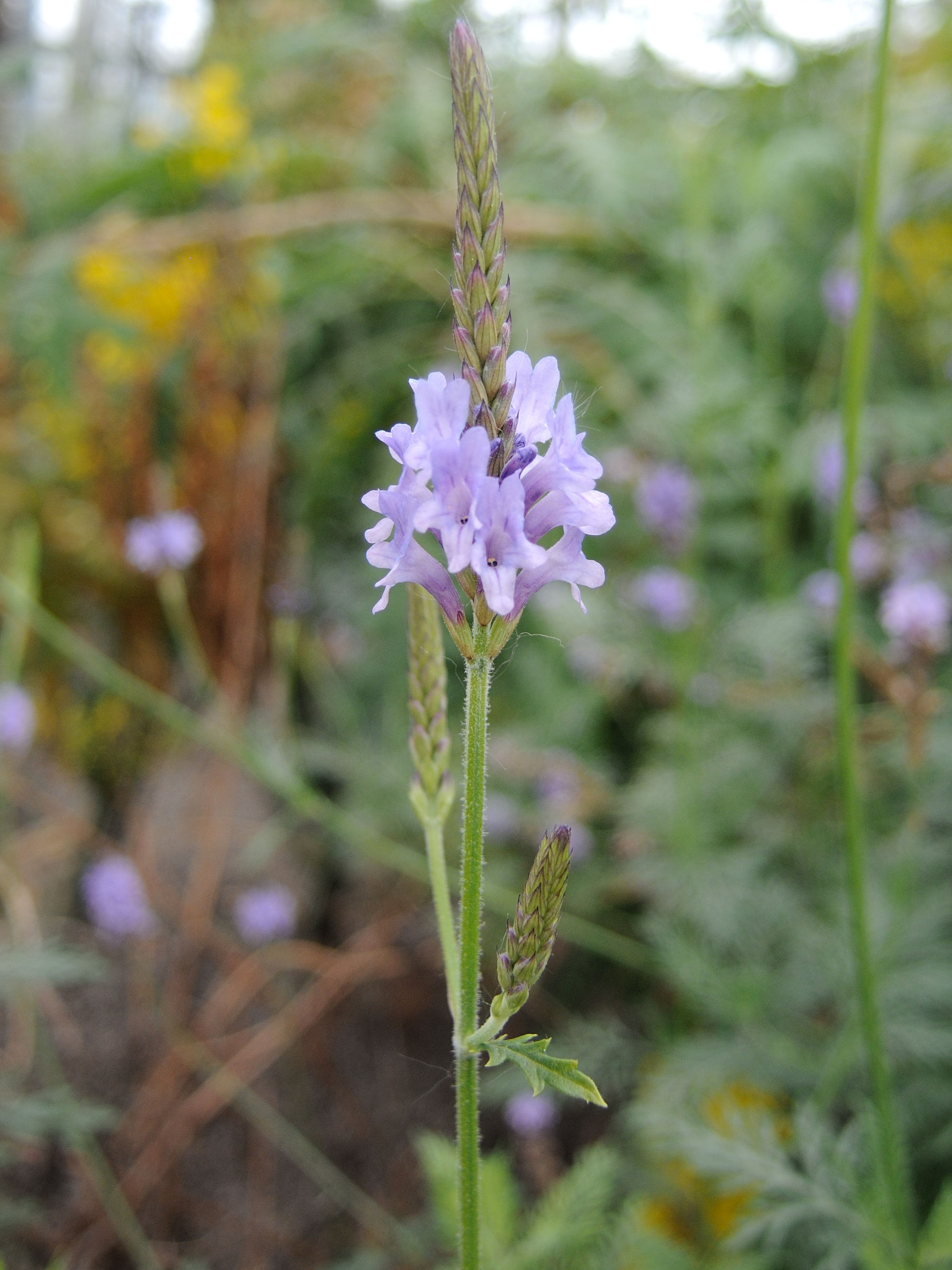 Afficher le média lavandula_canariensis3md lavandula_canariensis3md