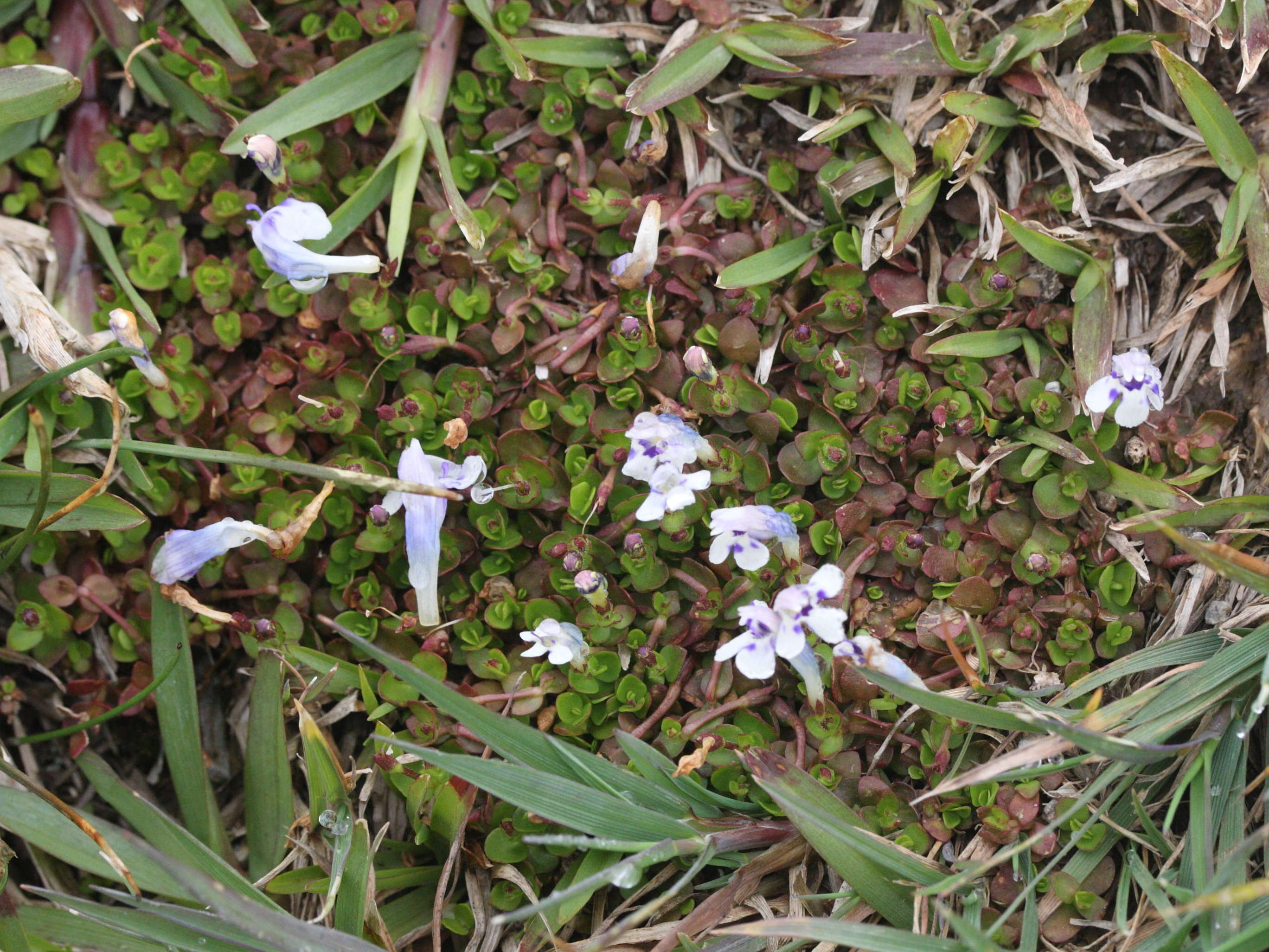 Afficher le média lindernia_microcalyx3md lindernia_microcalyx3md