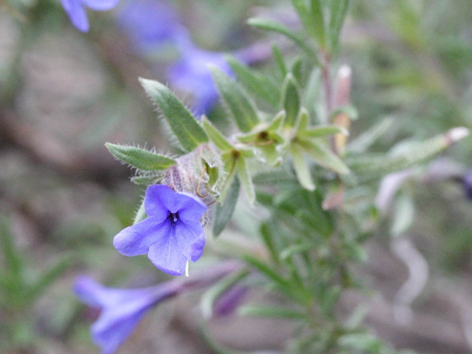 lithodora_fruticosa3md