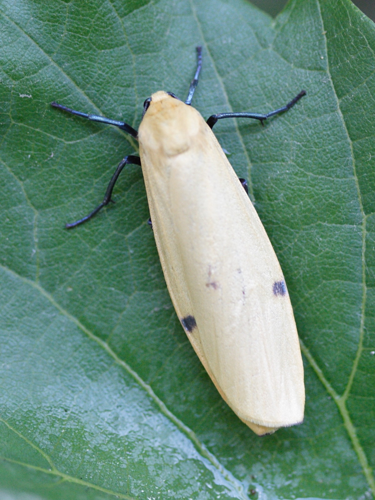 Afficher le média lithosia_quadra3md lithosia_quadra3md