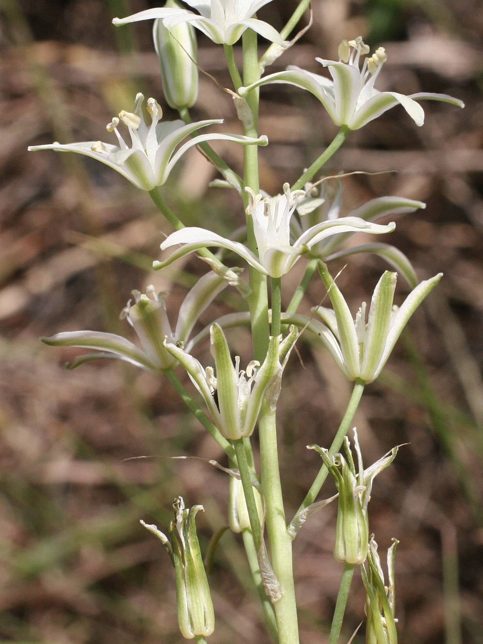 Afficher le média Loncomelos_narbonense Loncomelos_narbonense