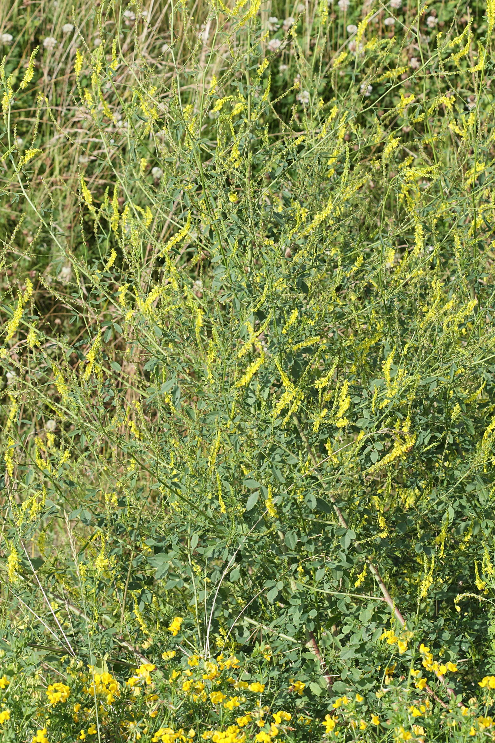 Afficher le média melilotus_officinalis5bd melilotus_officinalis5bd