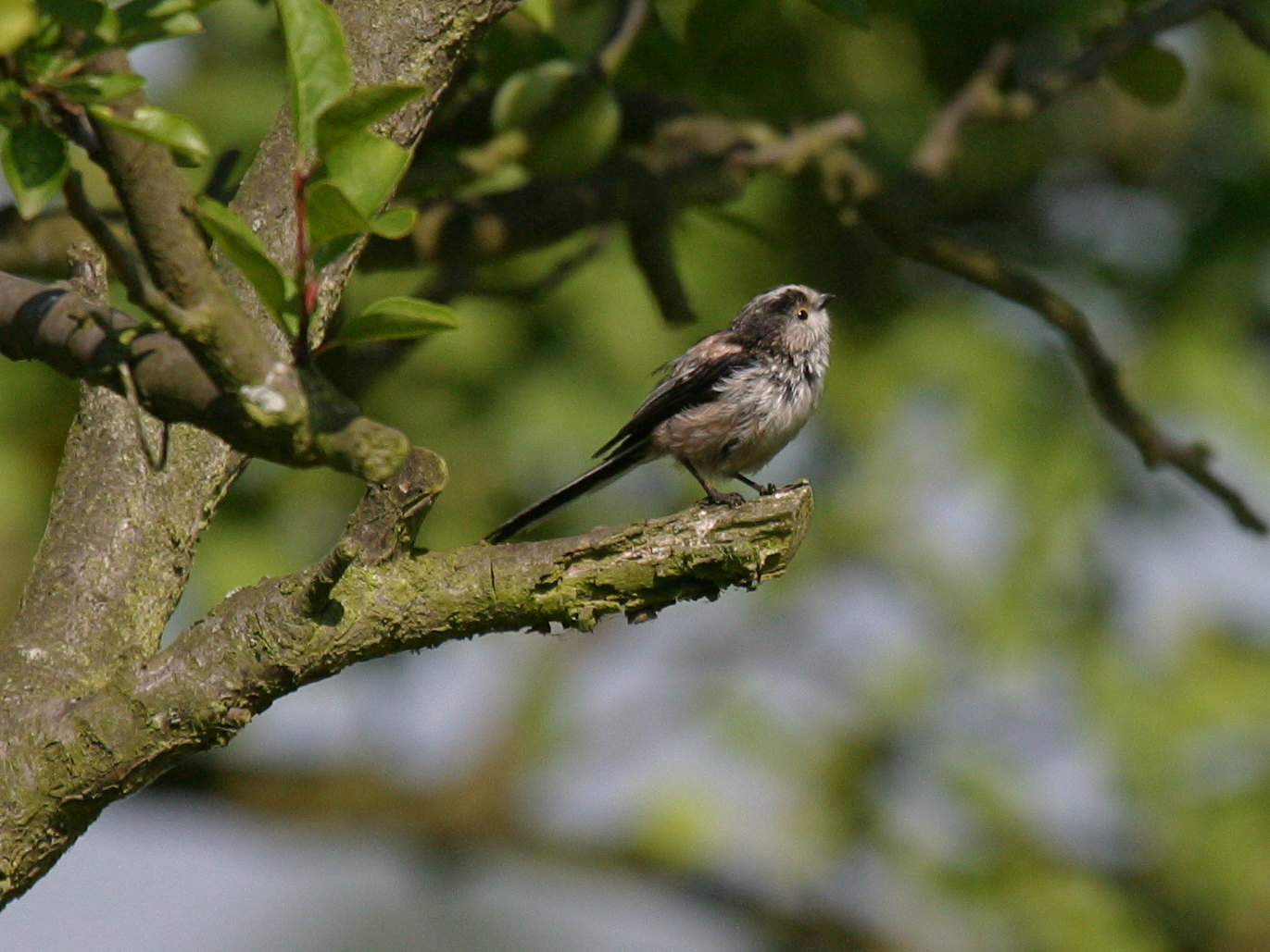 Afficher le média mesange_a_longue_queue_-_aegithalos_caudatus4bd mesange_a_longue_queue_-_aegithalos_caudatus4bd