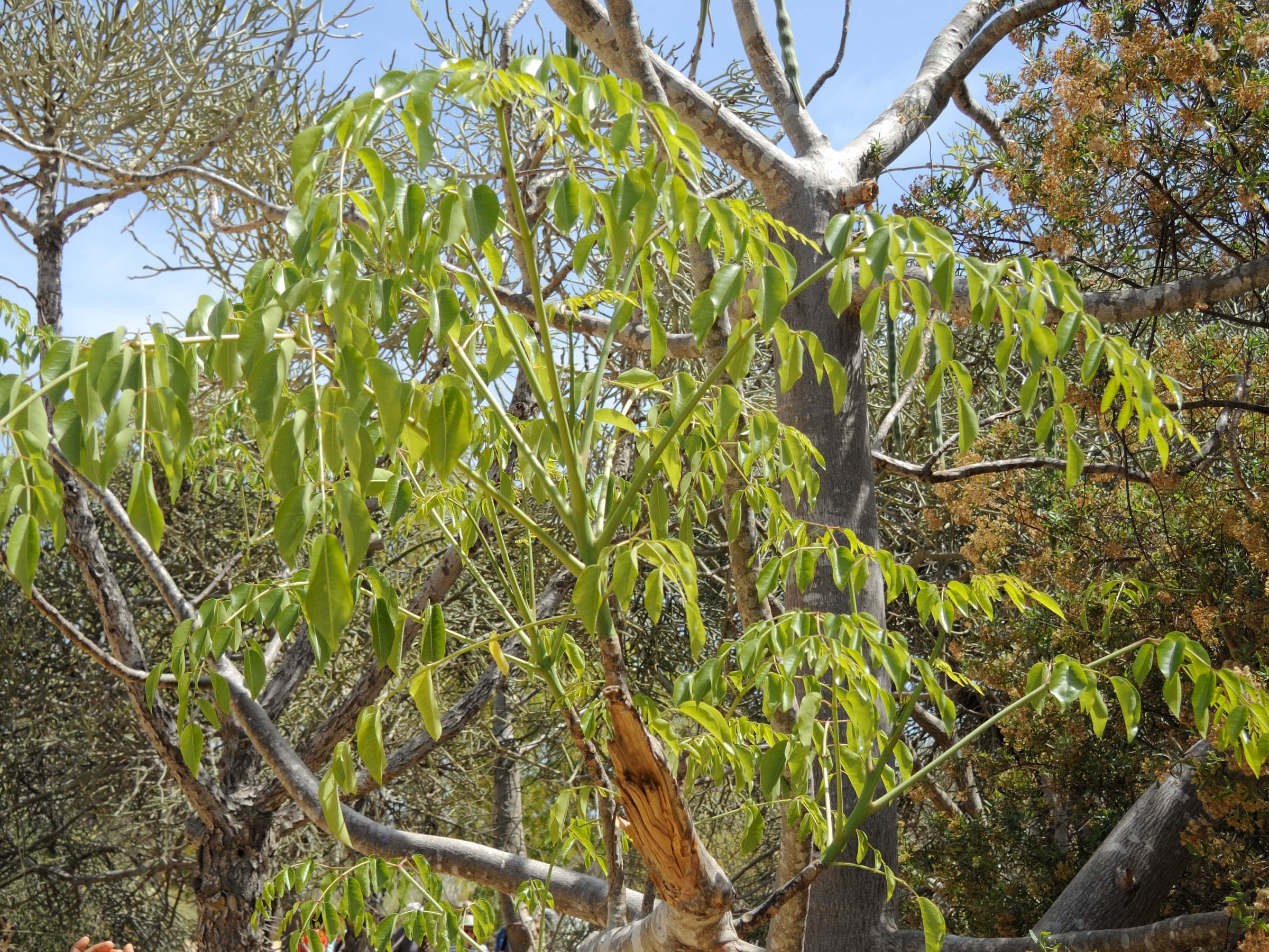 Afficher le média moringa_hildebrandtii2md moringa_hildebrandtii2md