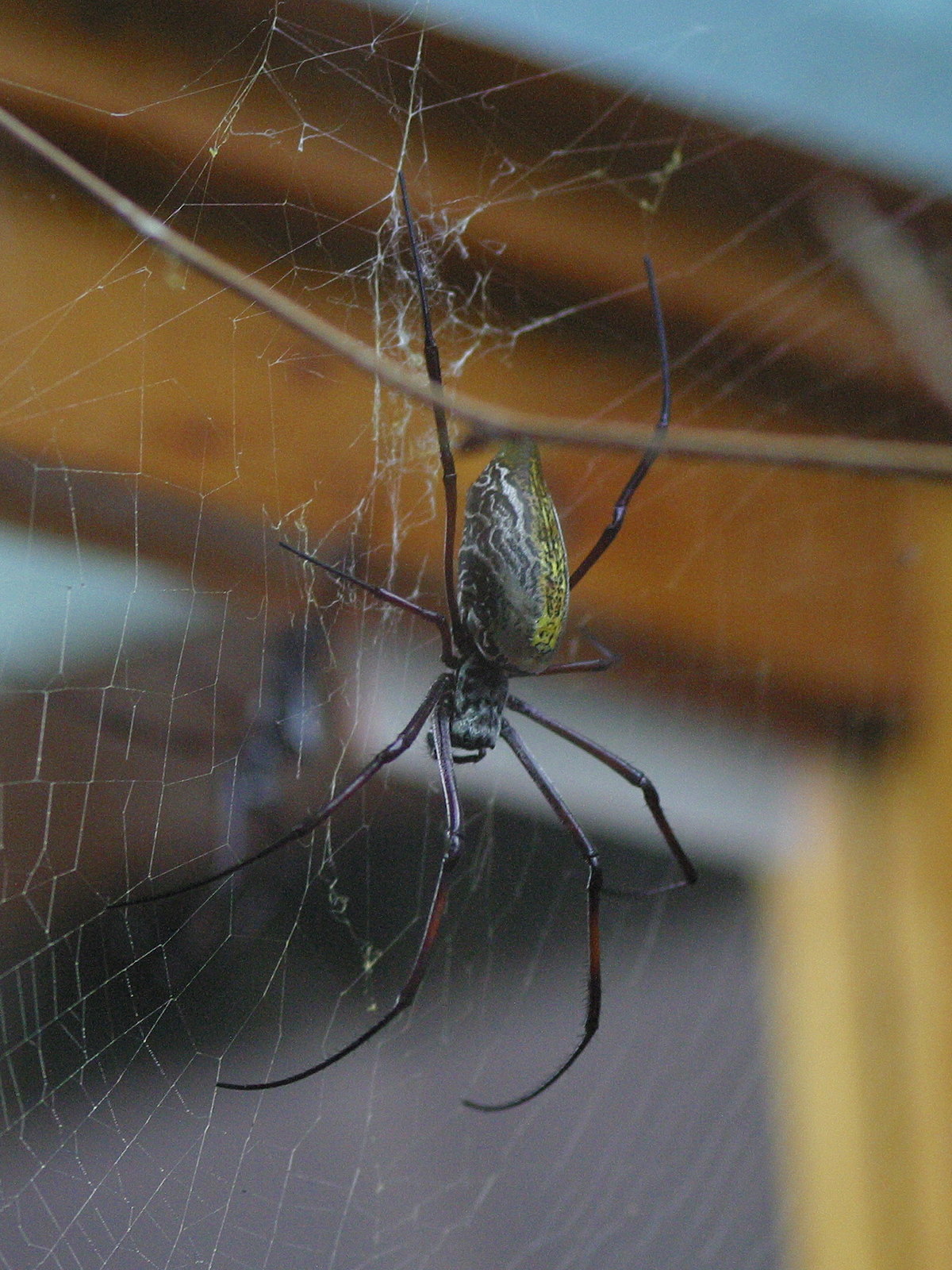 nephila_inaurata_madagascariensis2md