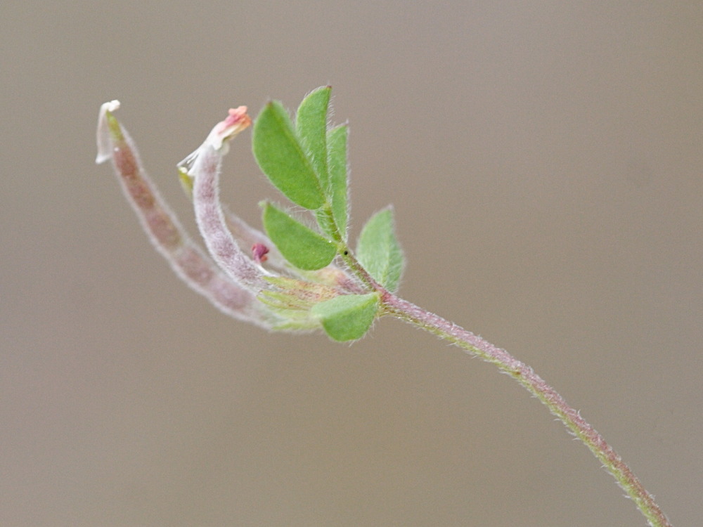 Ornithopus_perpusillus