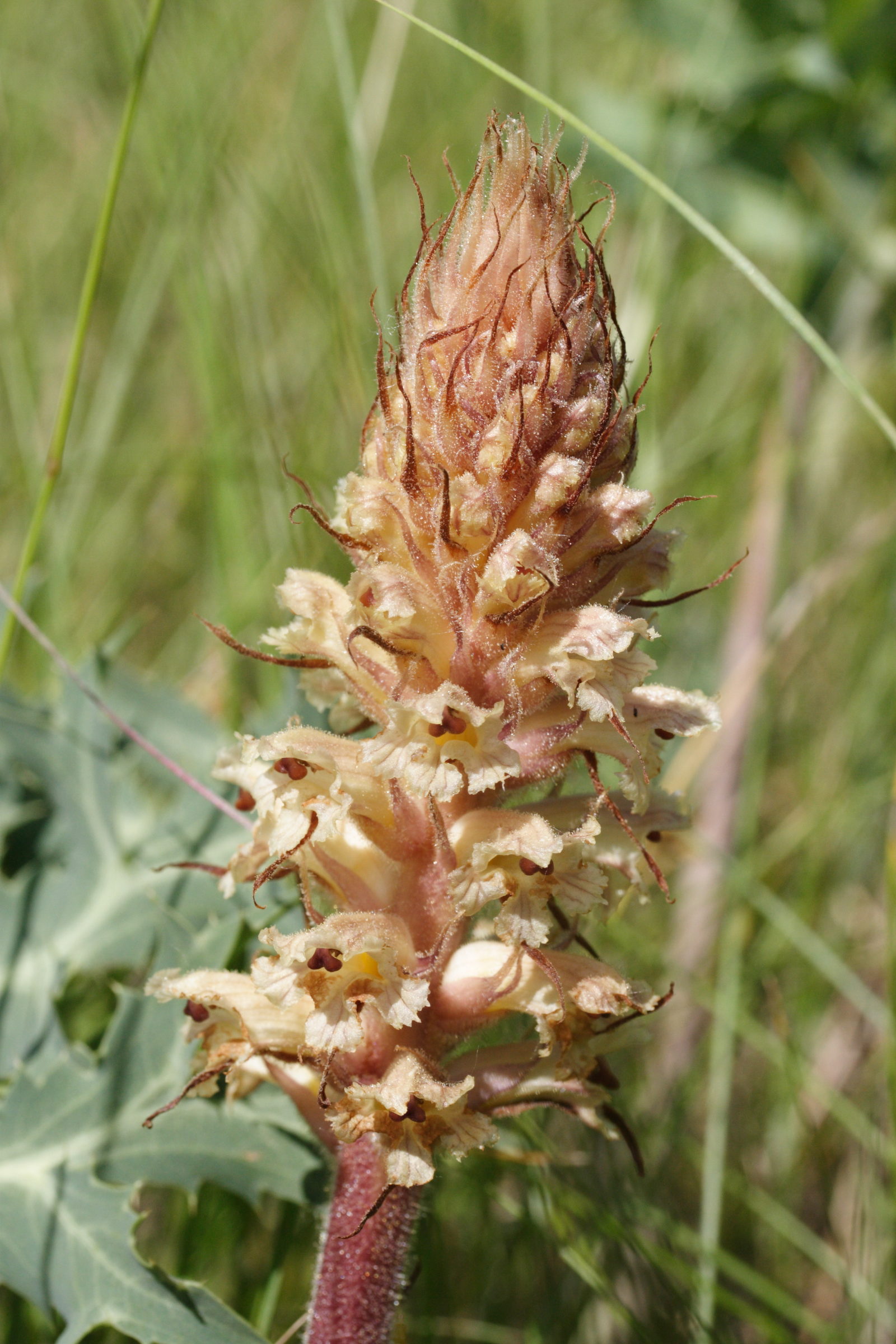 Afficher le média orobanche_amethystea2md orobanche_amethystea2md