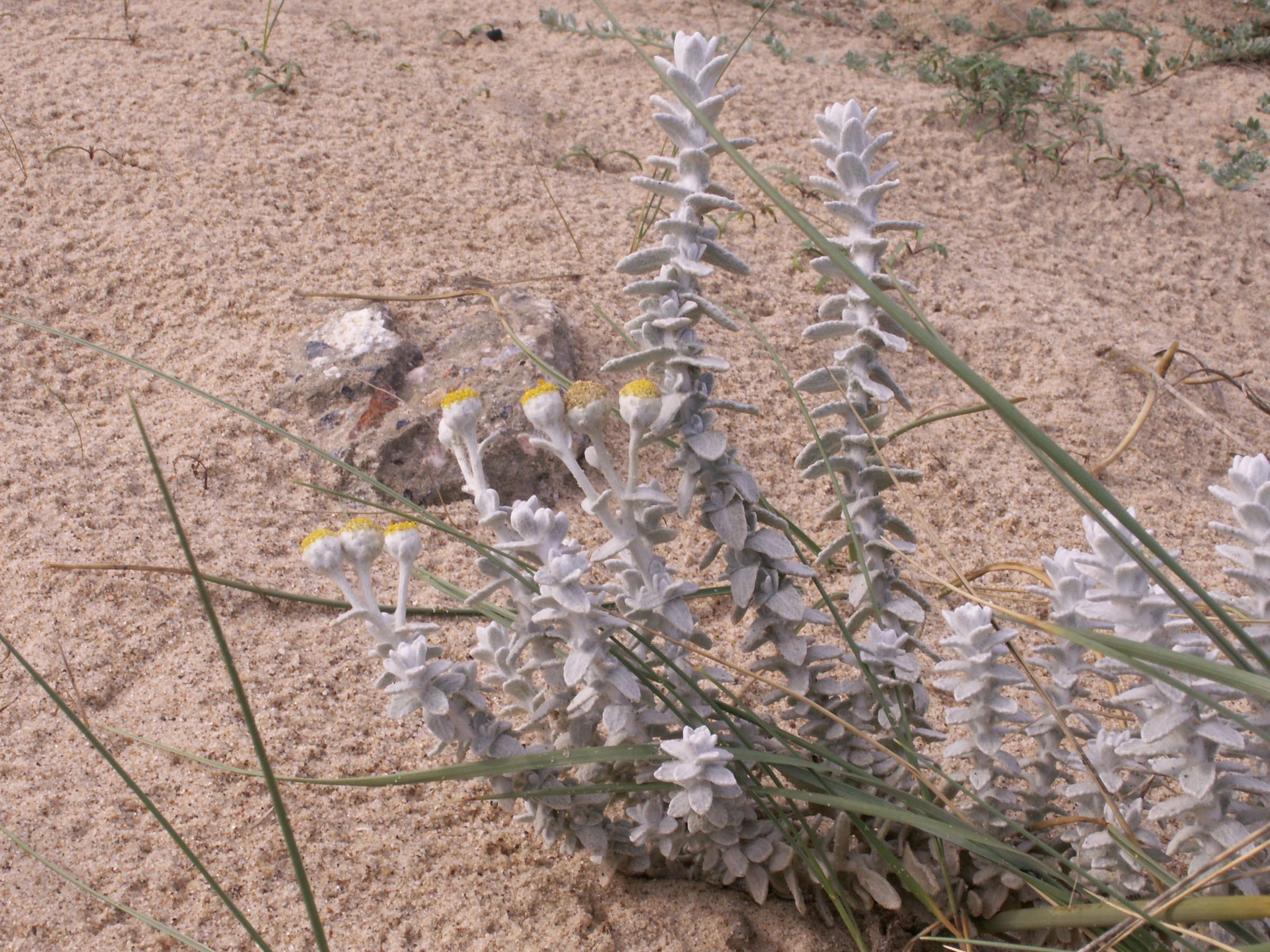 Afficher le média otanthus_maritimus6bd otanthus_maritimus6bd