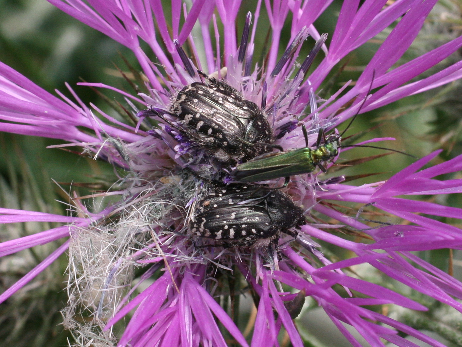 oxythyrea_funesta2md