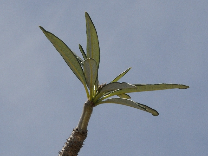 pachypodium_geayi3md