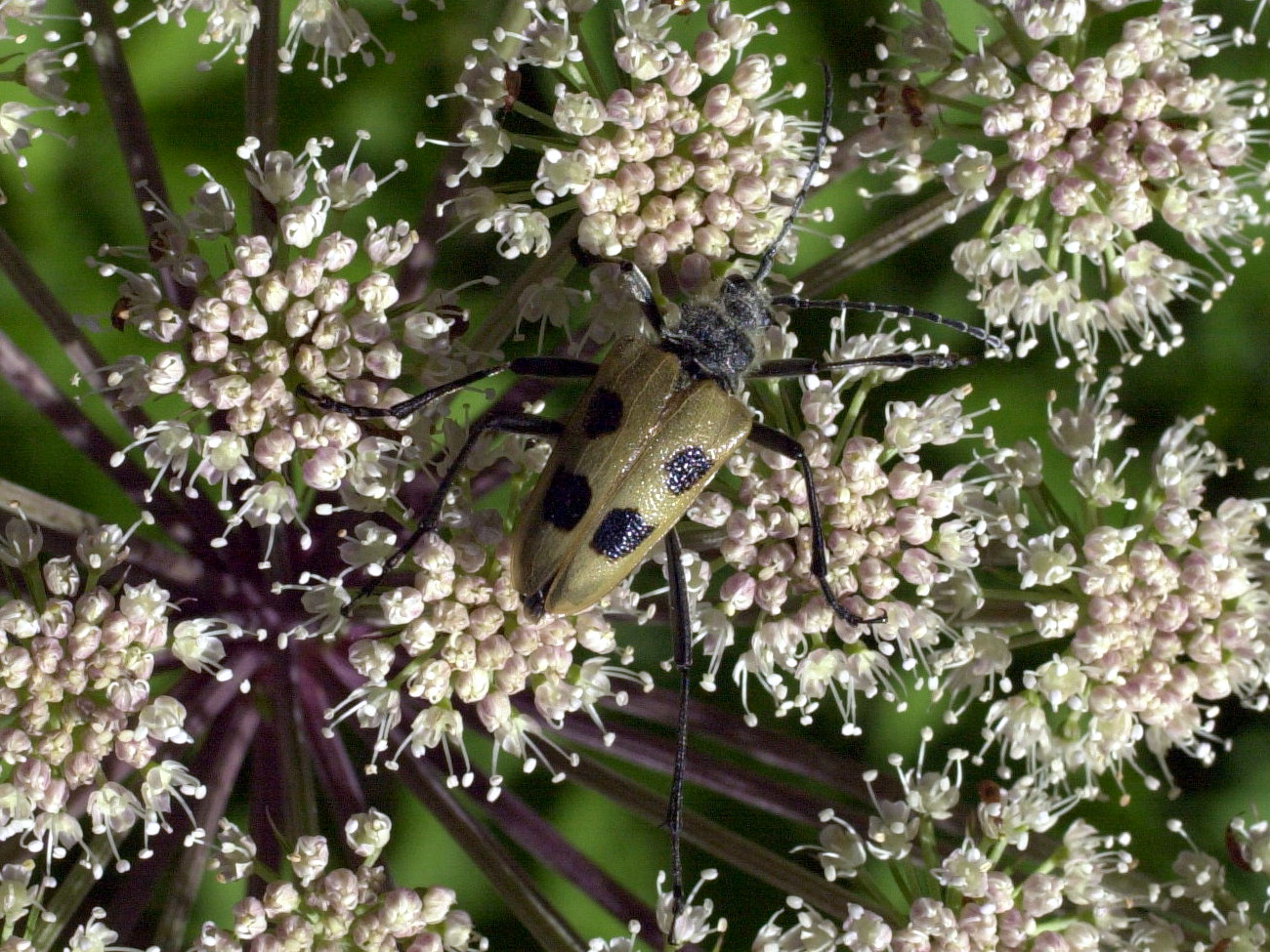 pachyta_quadrimaculata2md