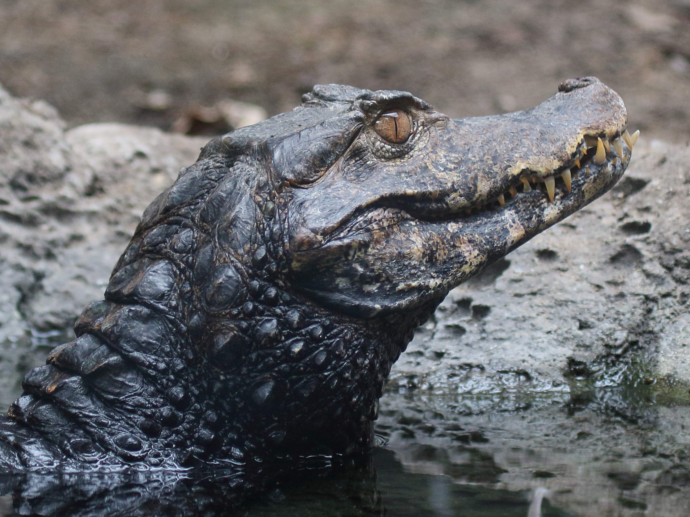 Afficher le média paleosuchus_palpebrosus3bd paleosuchus_palpebrosus3bd