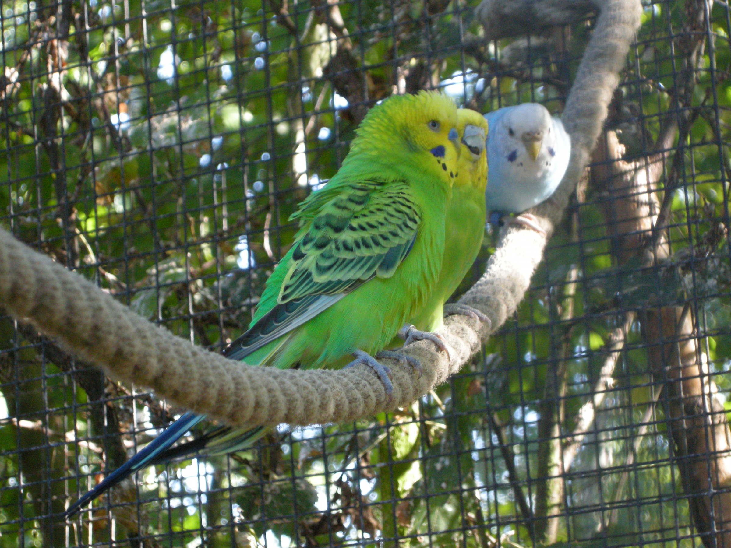 perruche_ondulee_-_melopsittacus_undulatus2md