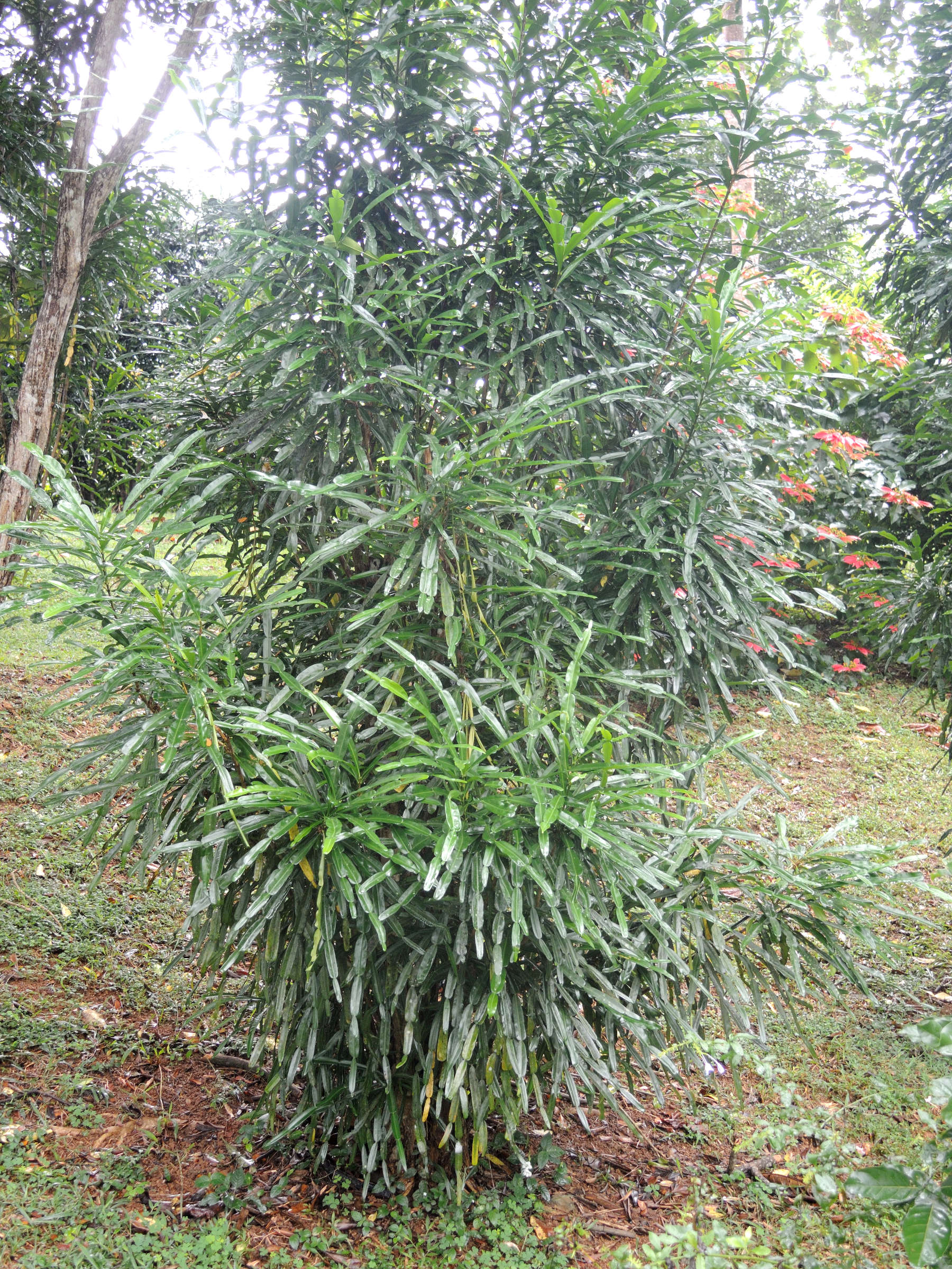 Afficher le média phyllarthron_comorense1md phyllarthron_comorense1md