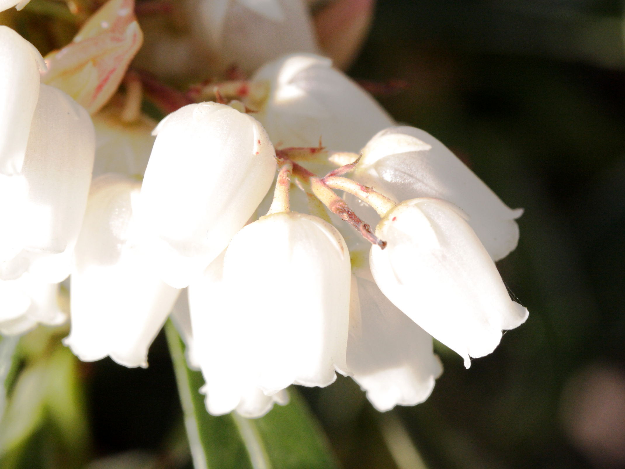 pieris_japonica_flaming_silver3md