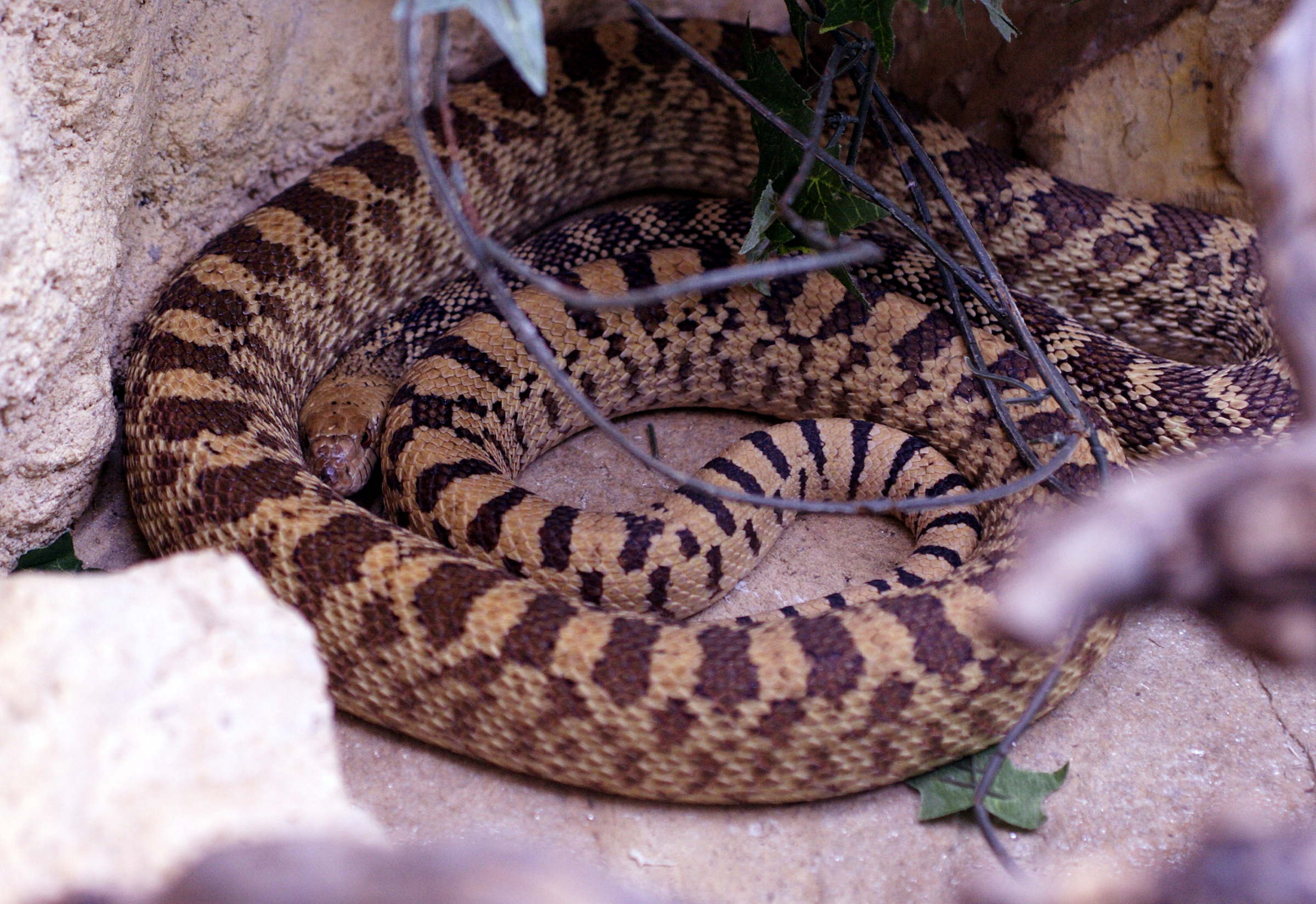 pituophis_catenifer_affinis3md