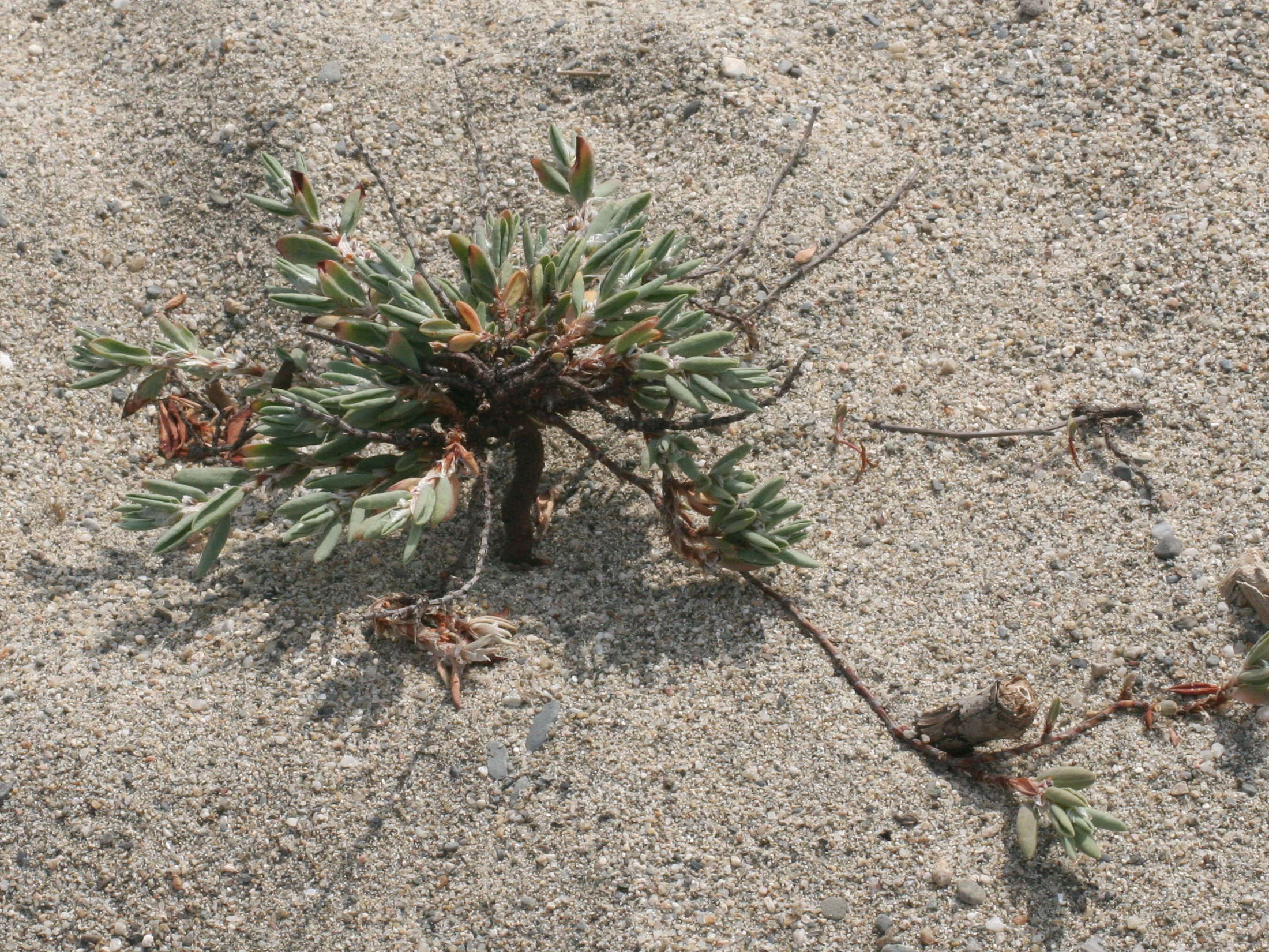 Afficher le média polygonum_maritimum3md polygonum_maritimum3md