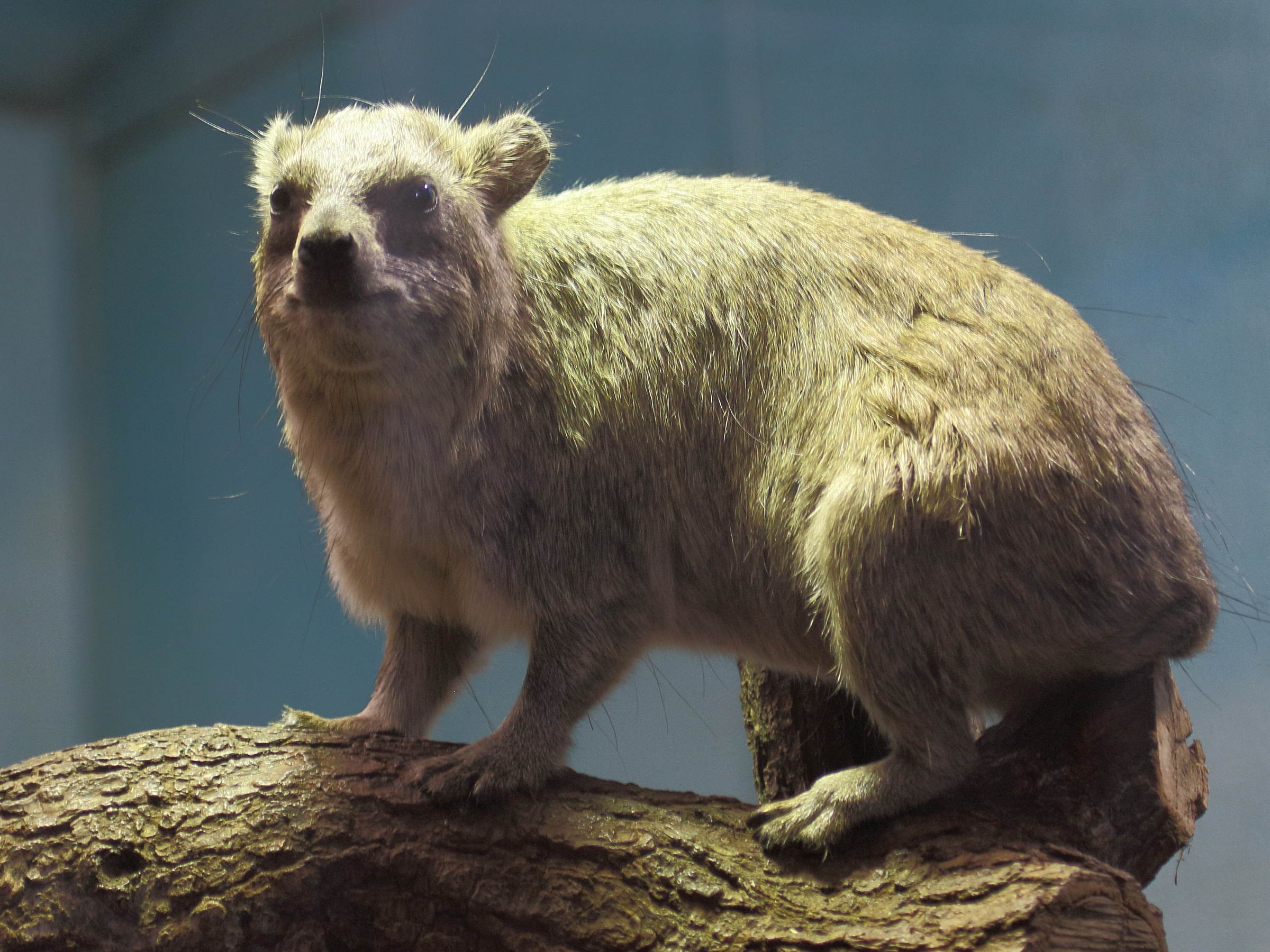 procavia_capensis2bd