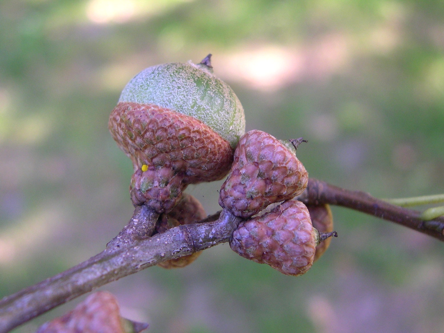 quercus_palustris3amd