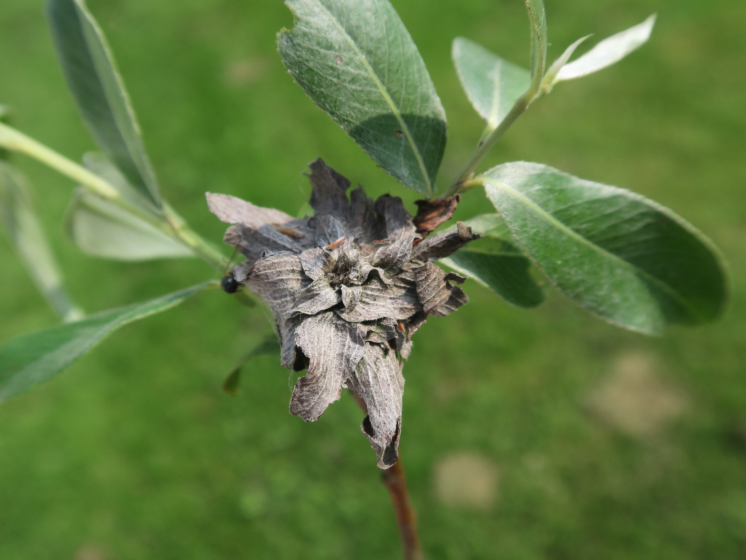 rabdophaga_cf_strobilina_galle2md