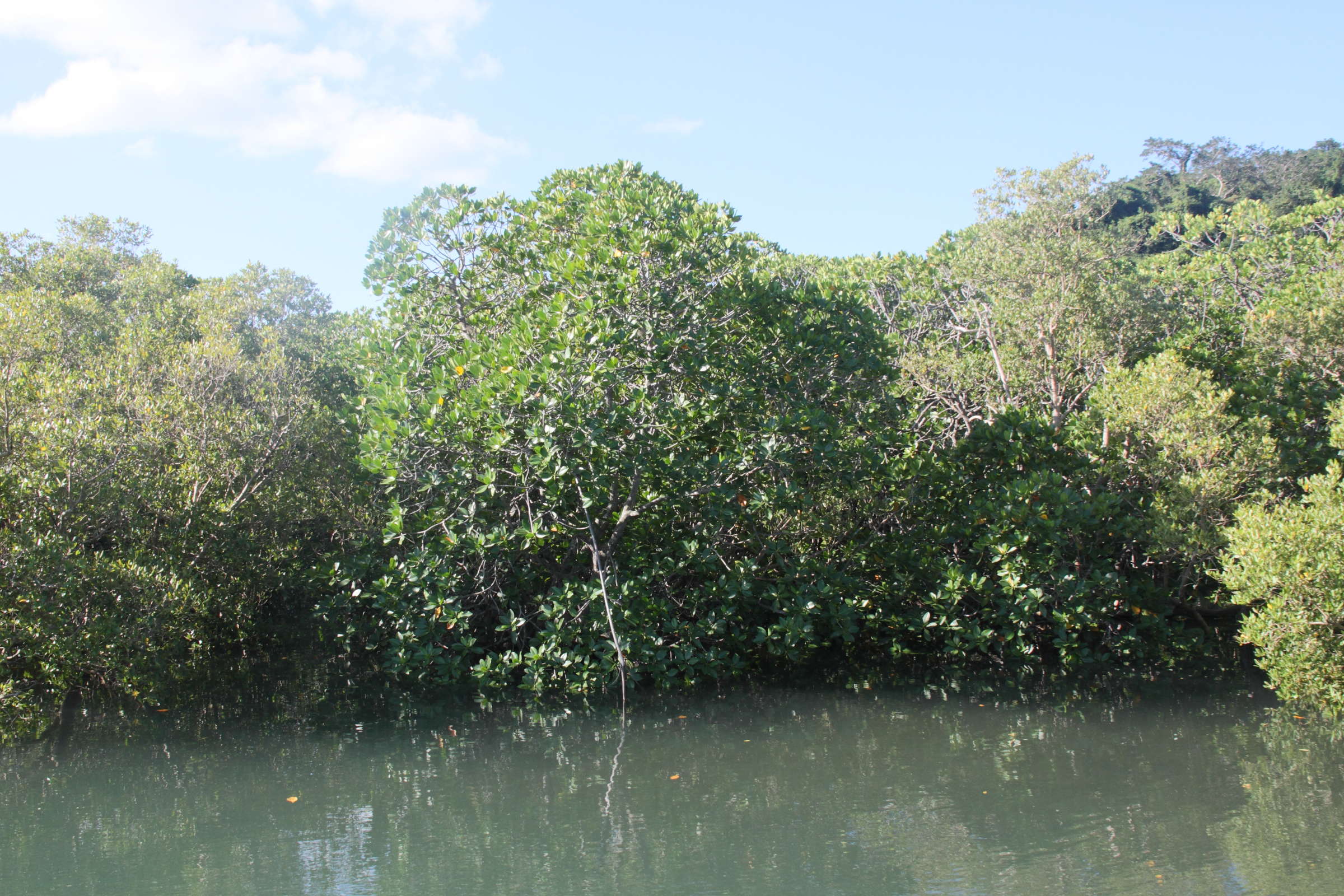 rhizophora_mucronata1md