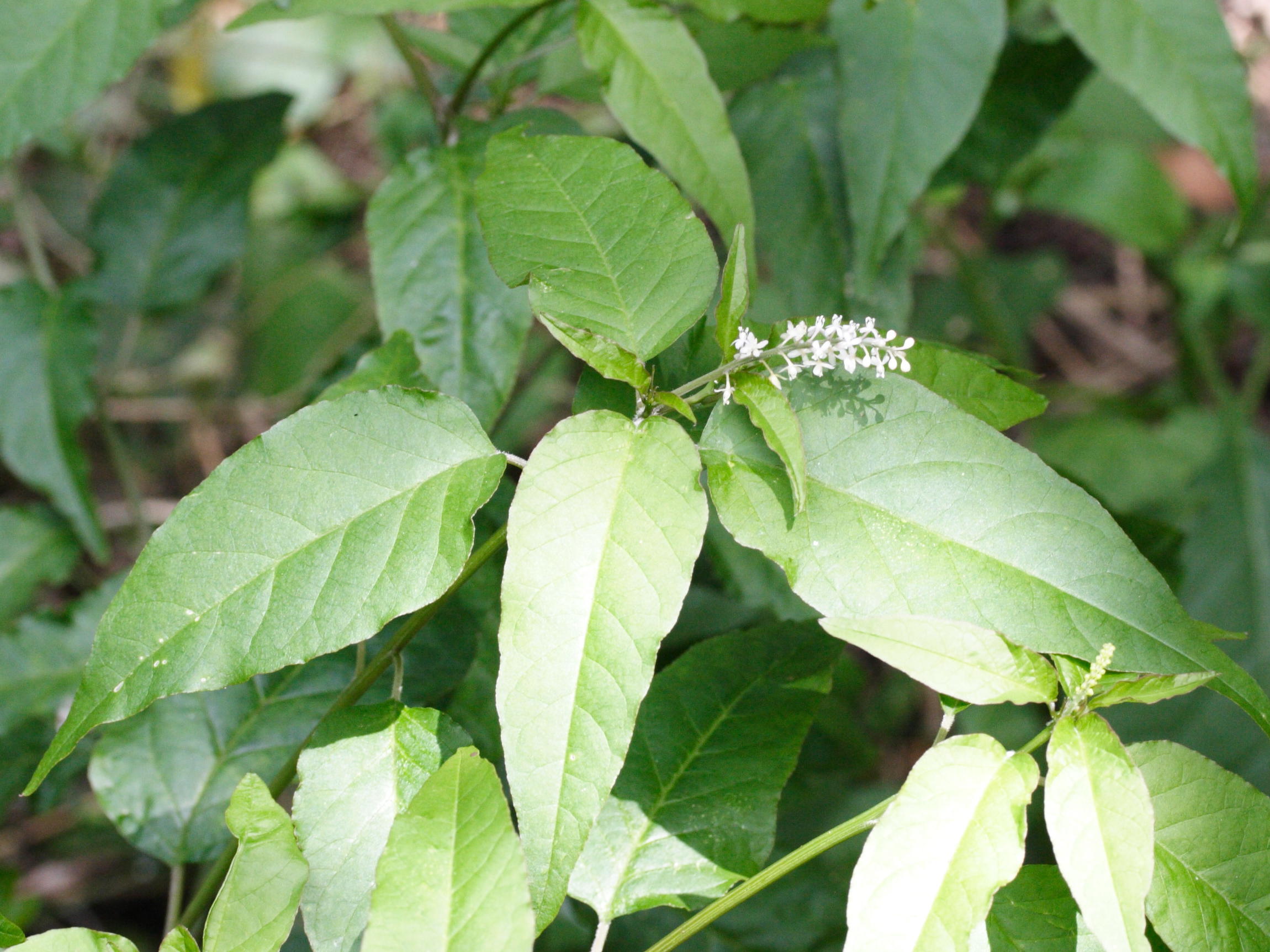 Afficher le média rivina_humilis1amd rivina_humilis1amd