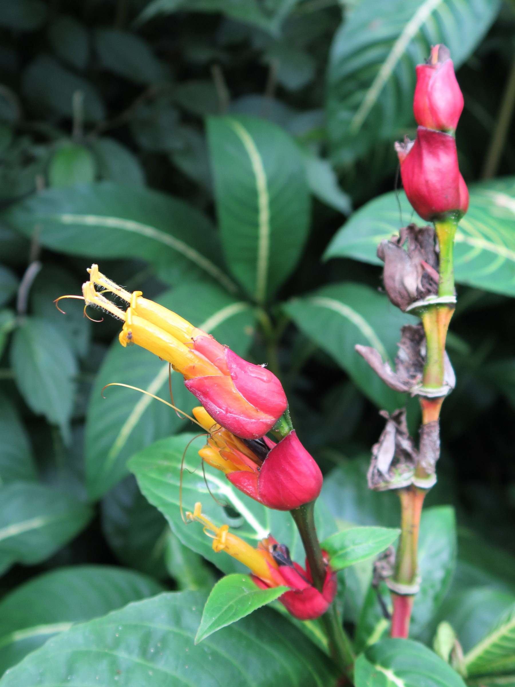 sanchezia_speciosa3md