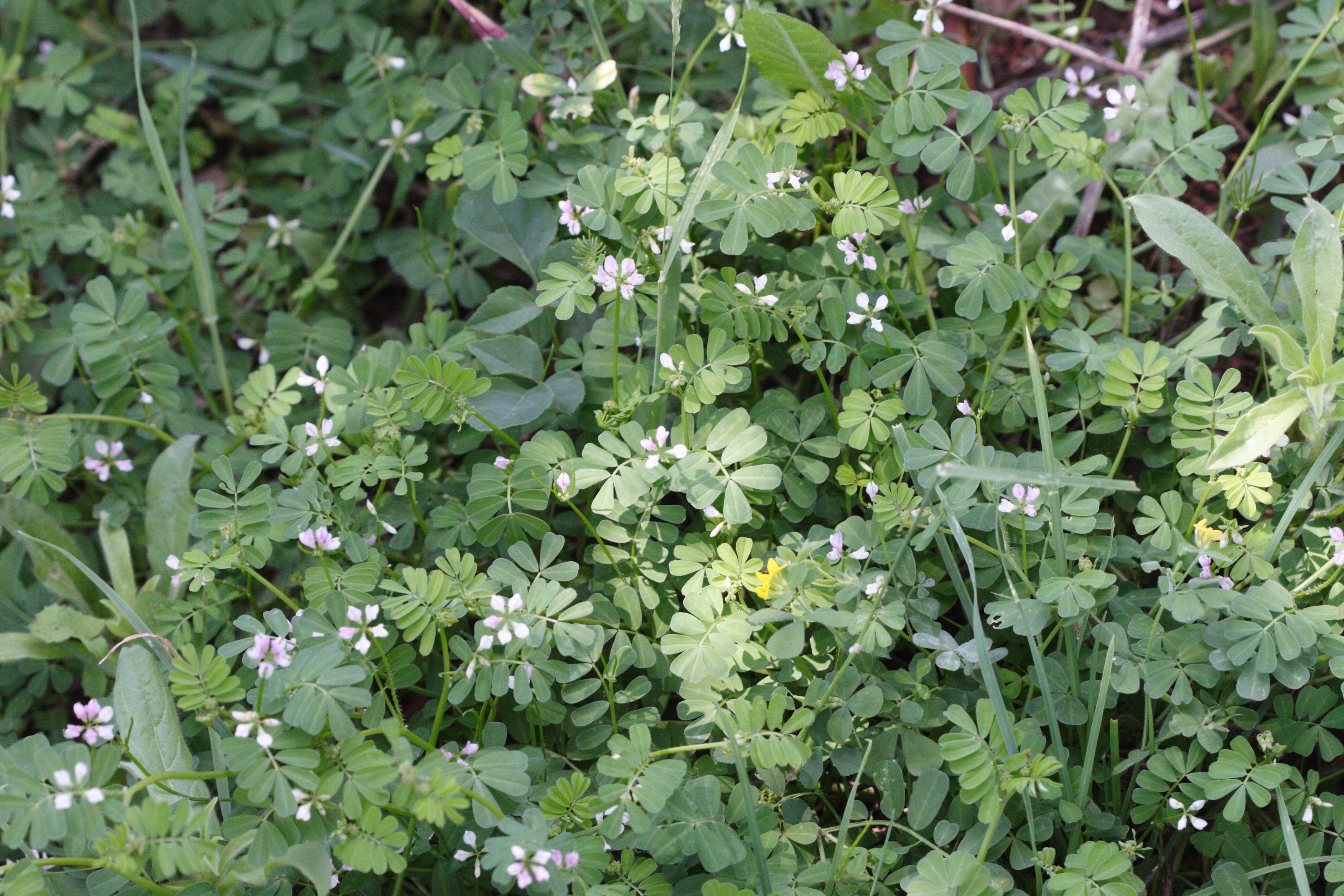 securigera_cretica1md