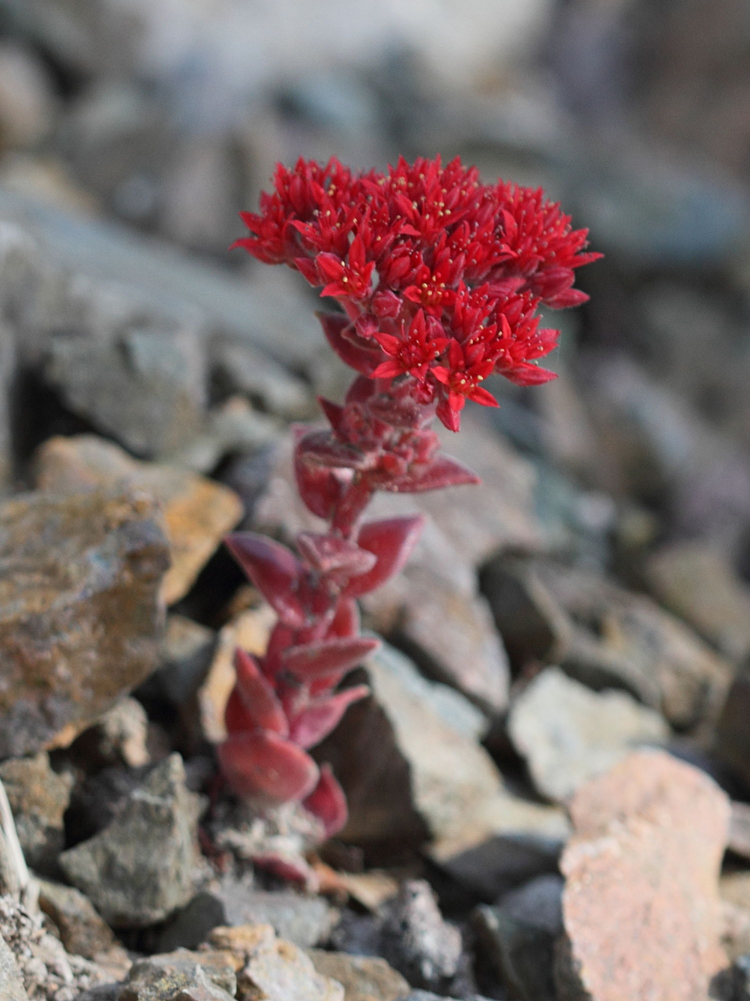 sedum_sempervivoides1bd